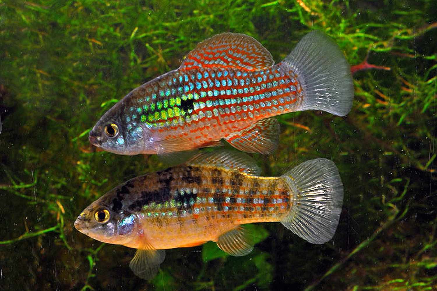 Two American Flagfish (Jordanella floridae) swimming in a tank.