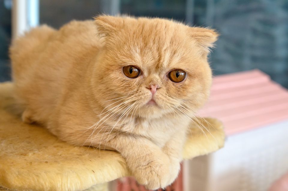 An exotic shorthair cat sitting on a cat tree.