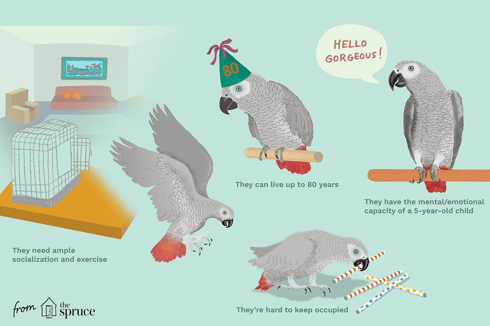 parrots illustration