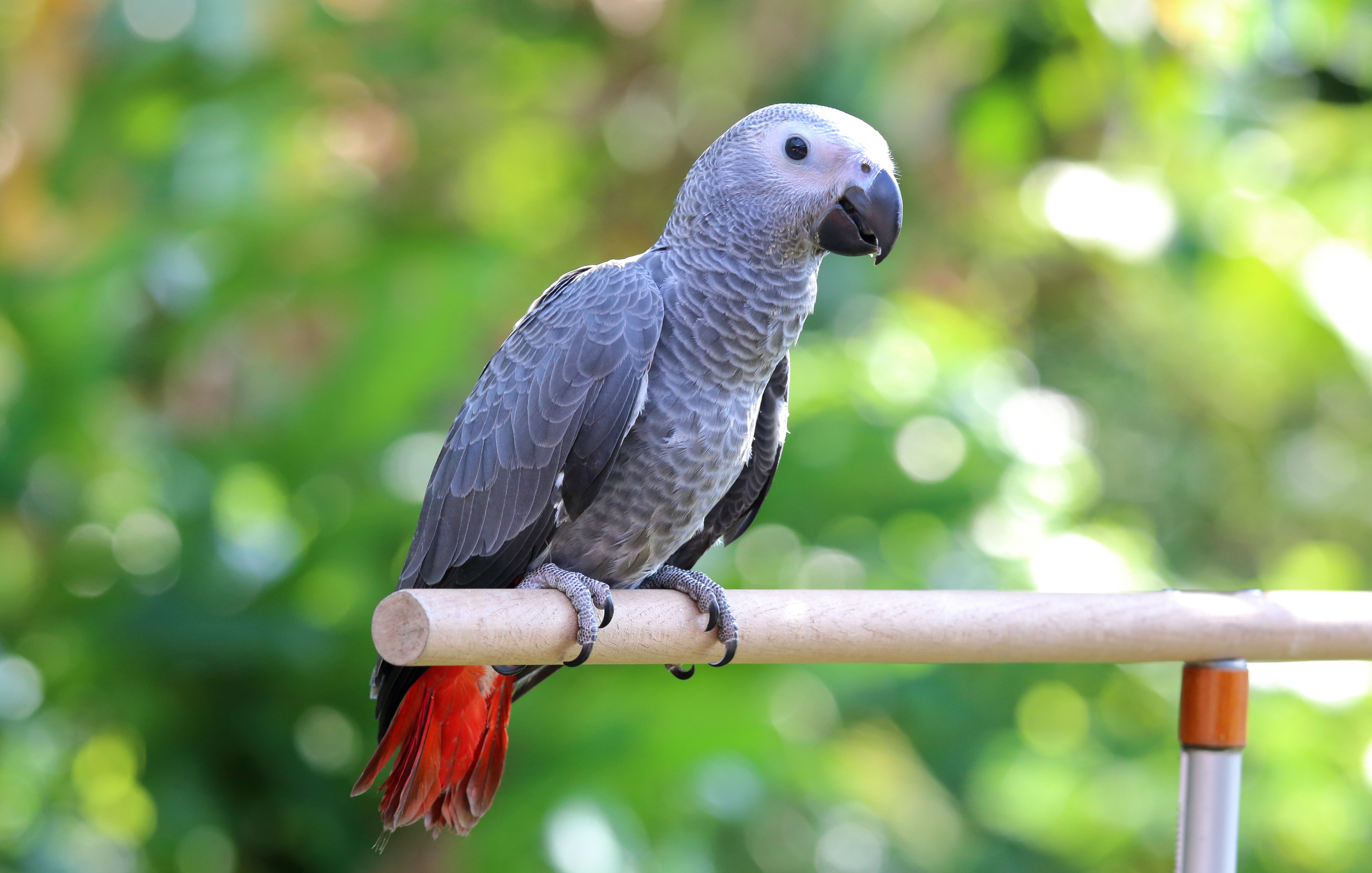 African grey on a perch outside