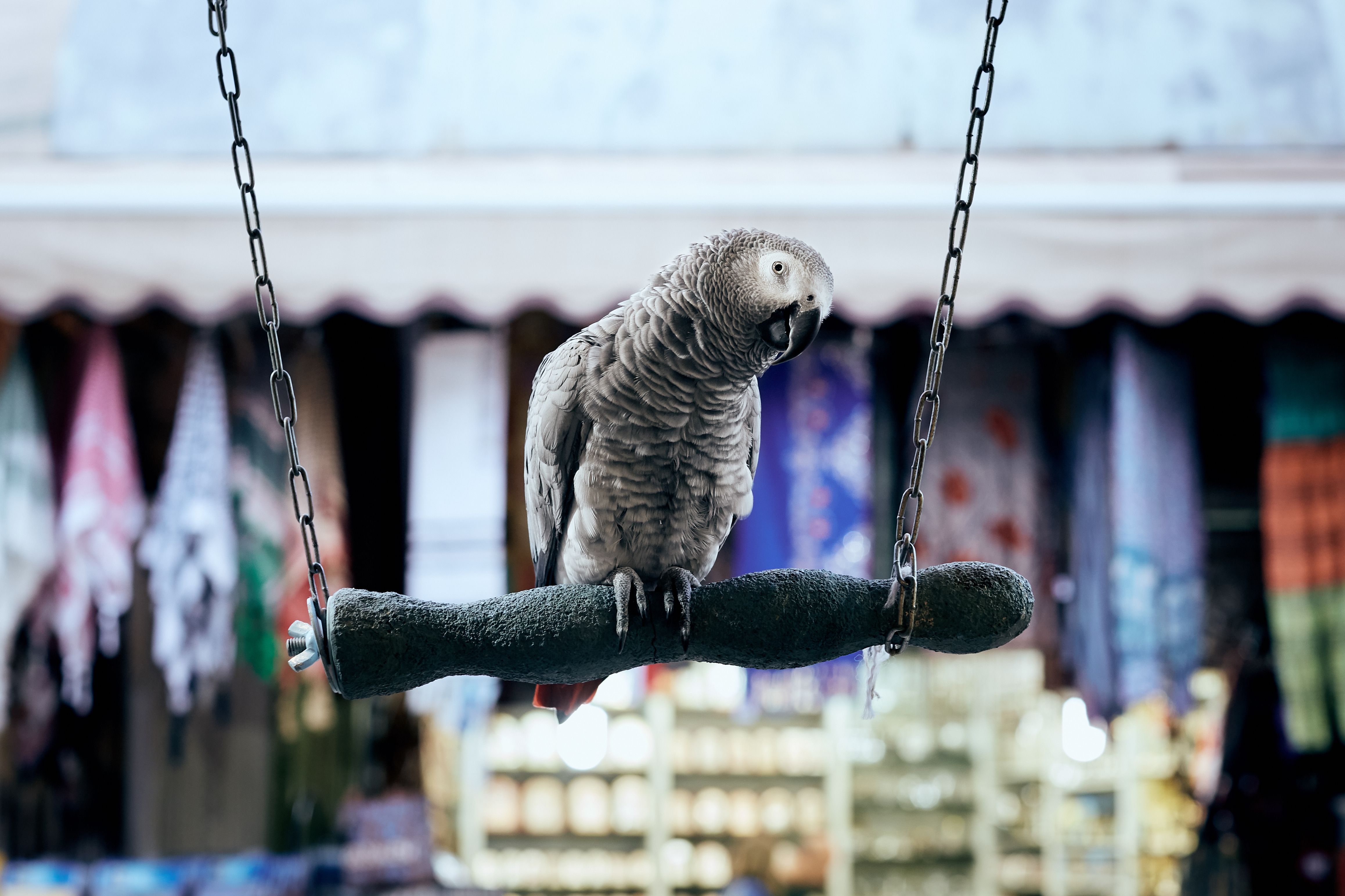 Grey parrot on a swing