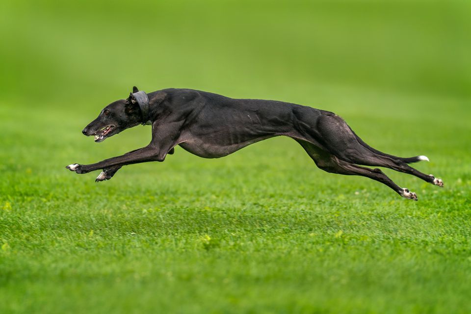 Black Greyhound running at full speed on grass