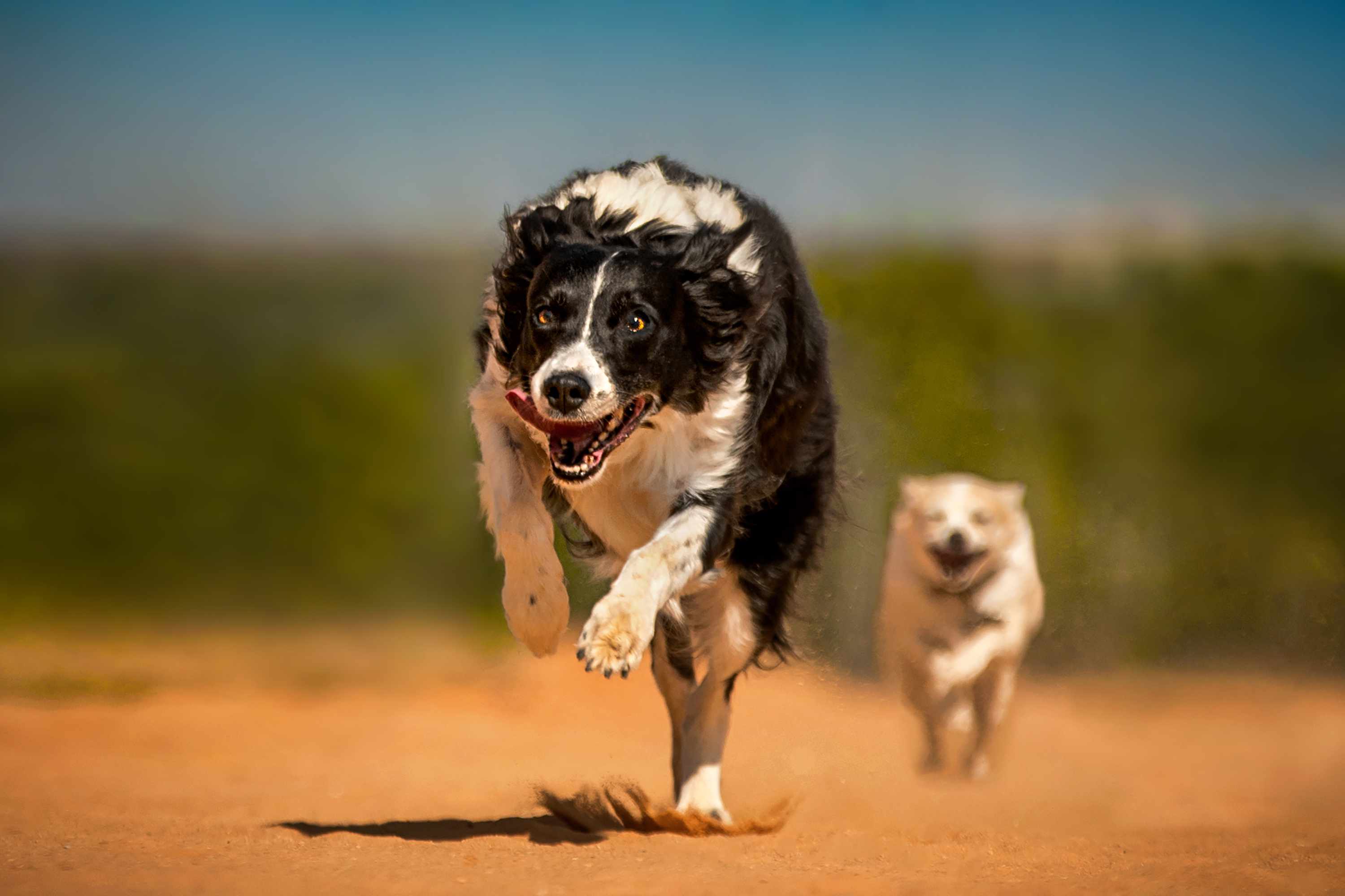 Border Collie running on sand with another dog chasing behind