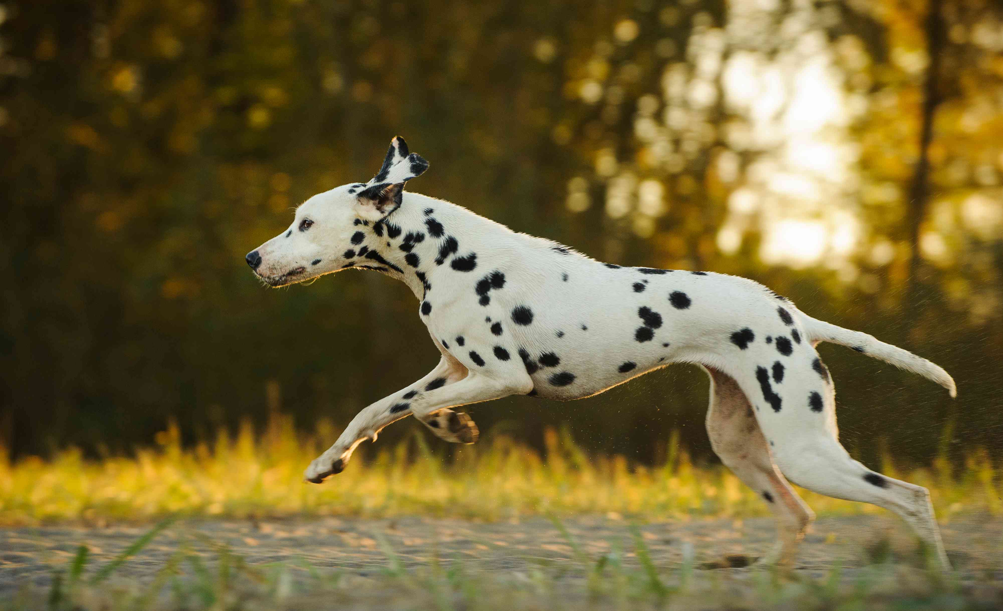 Dalmatian running with trees in background