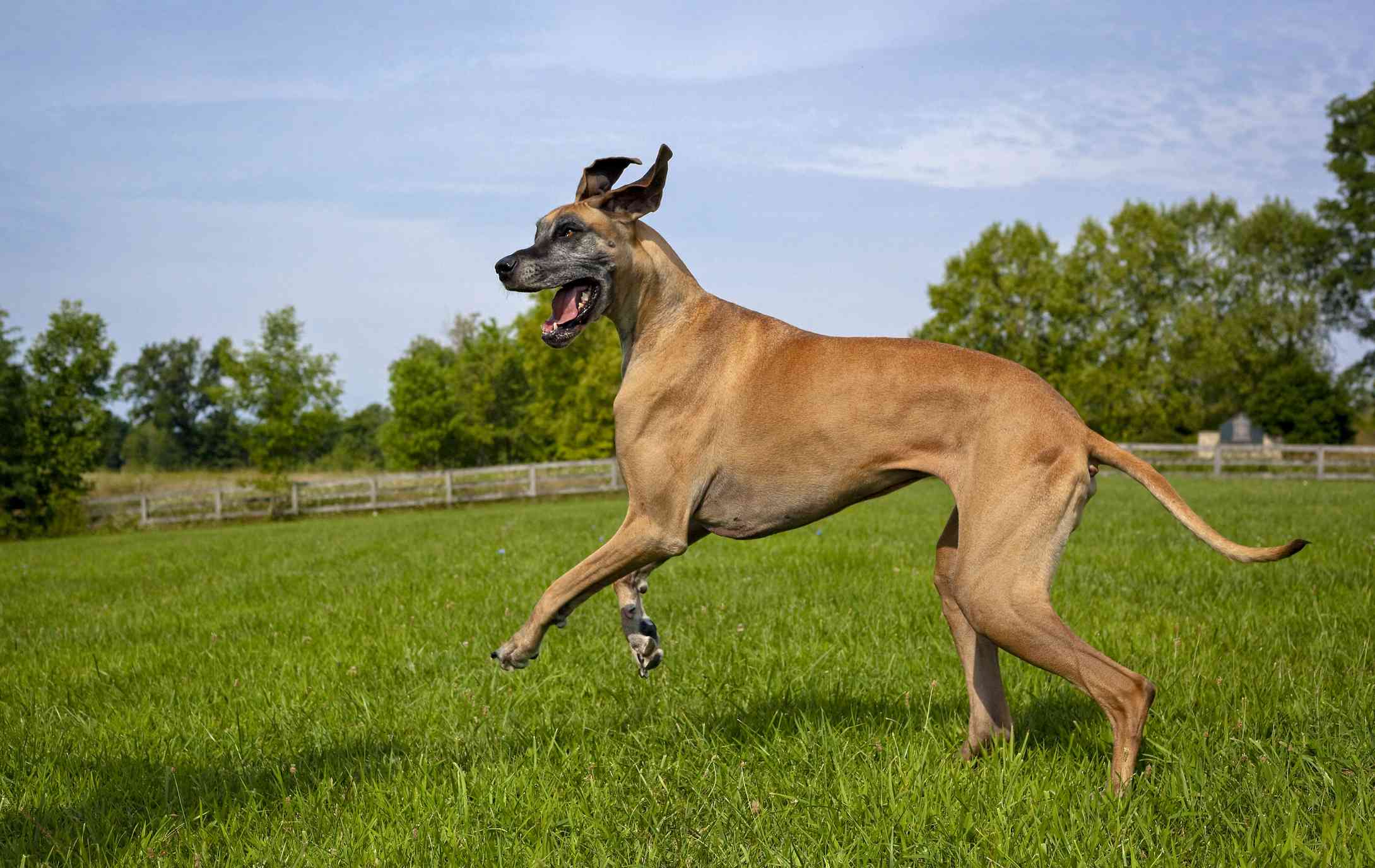 Great Dane running in a field