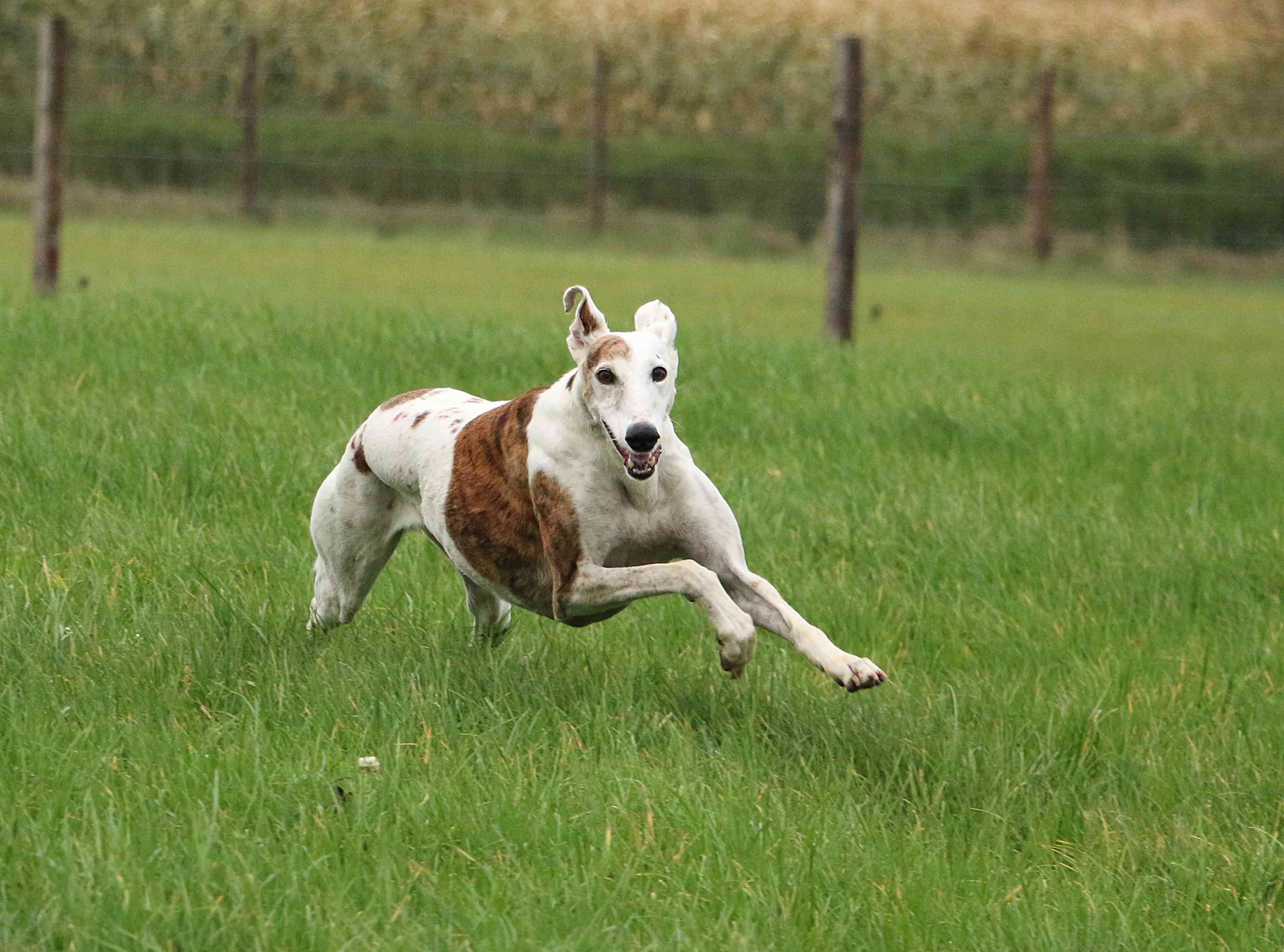 White and Brindle greyhound running in a grassy field