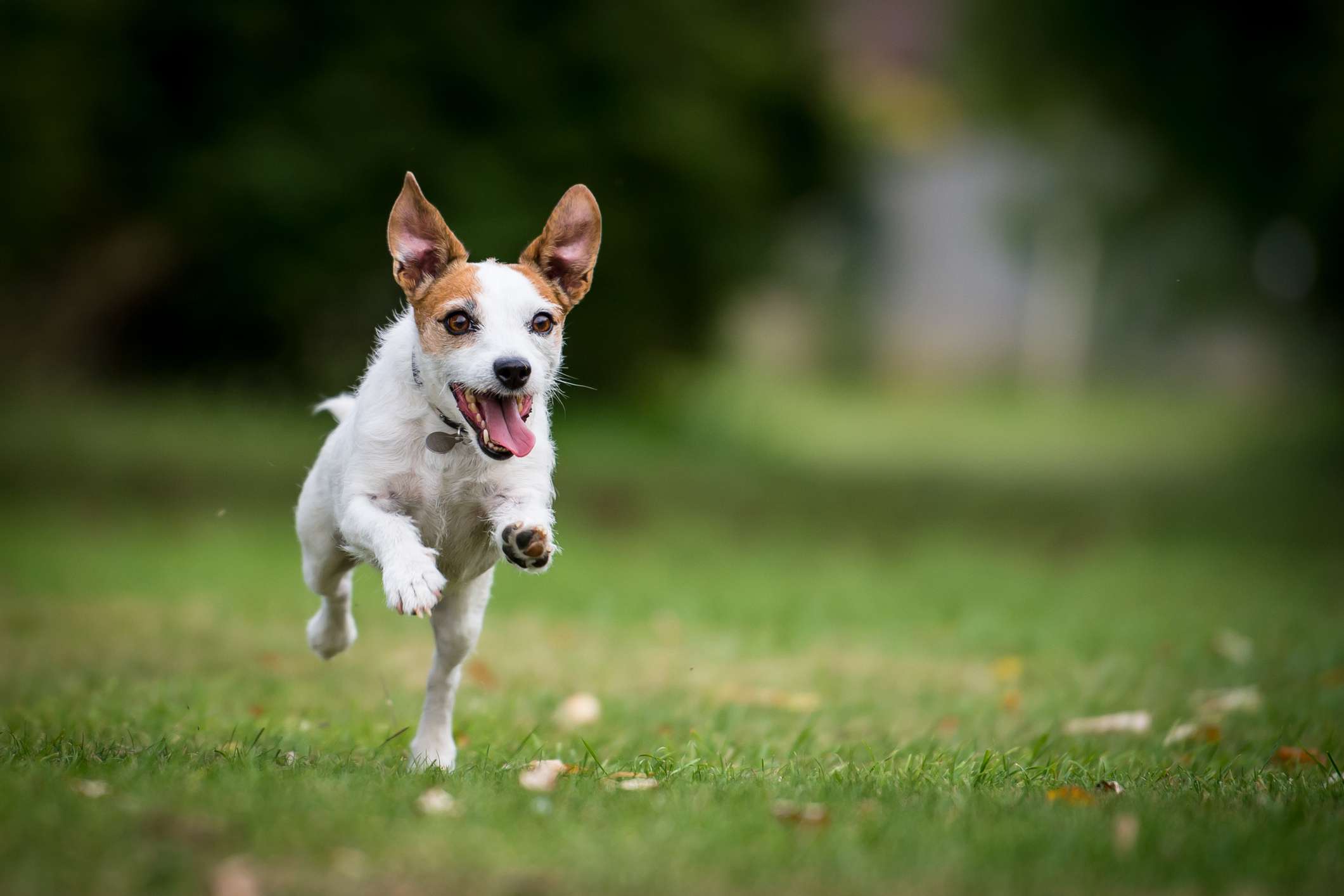 Jack Russell Terrier running on grass