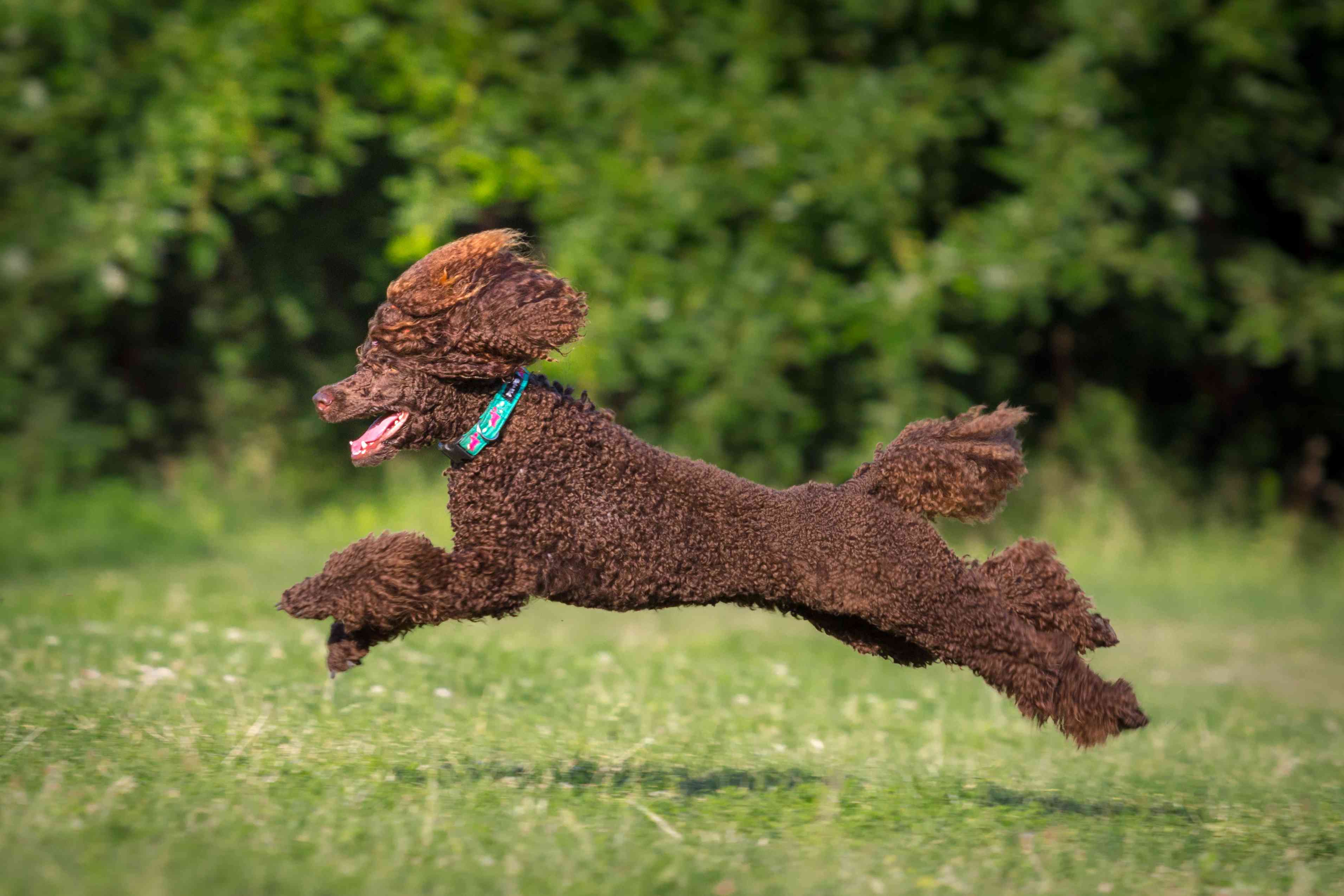 Brown Poodle running on grass