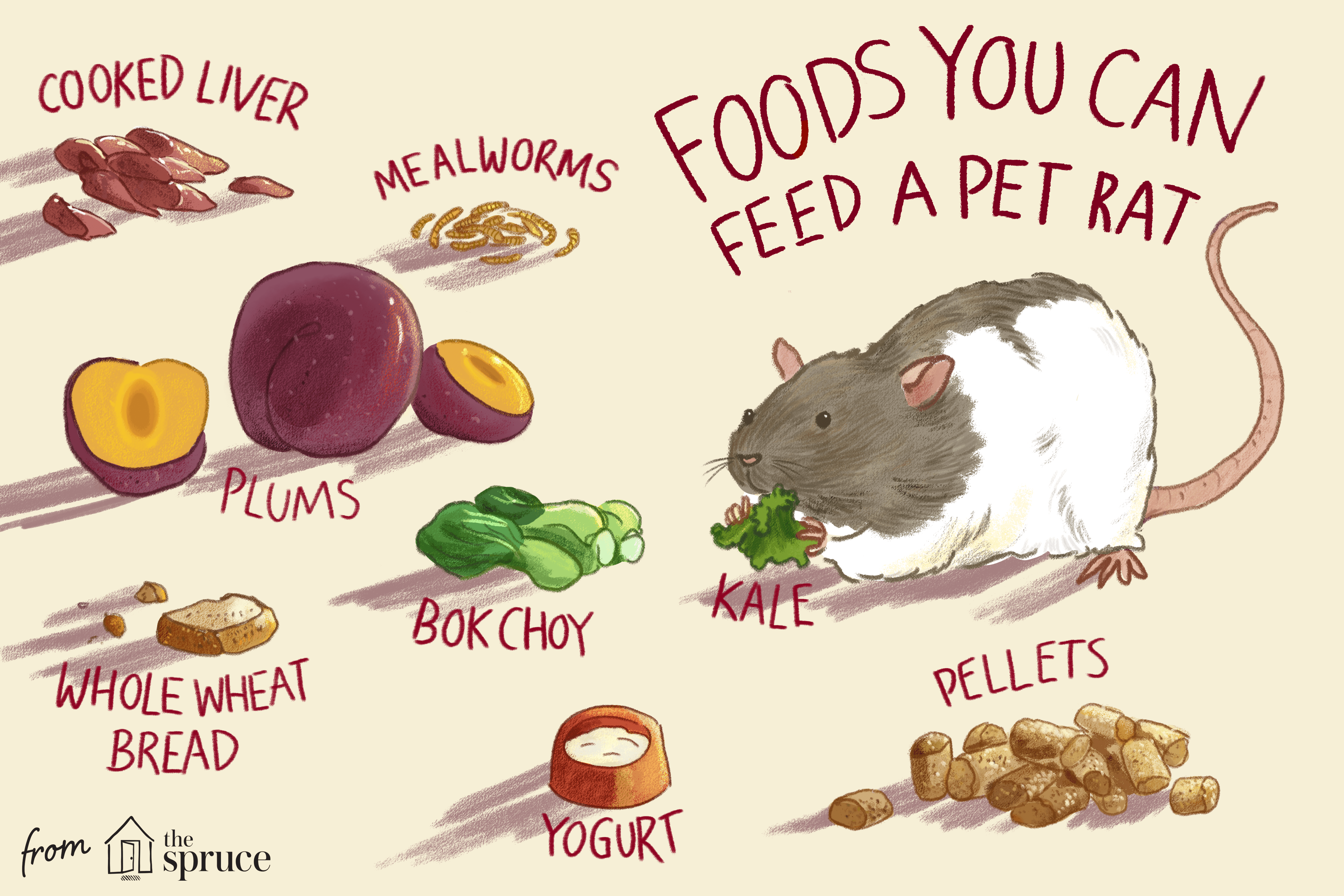 foods you can feed a pet rat