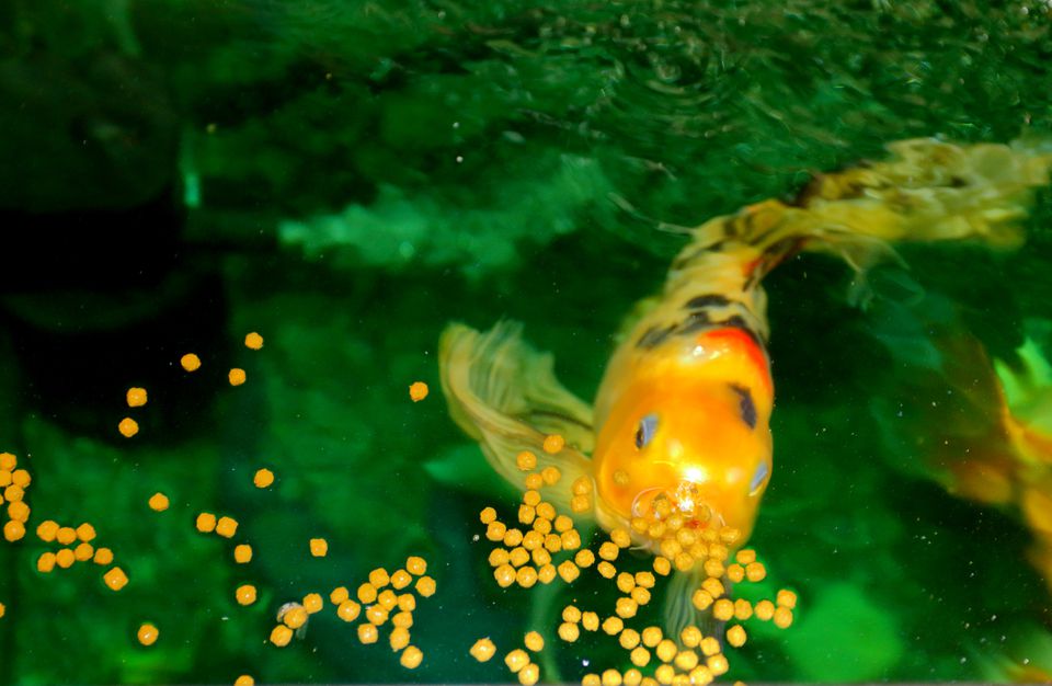 Koi Fish eating in an aquarium