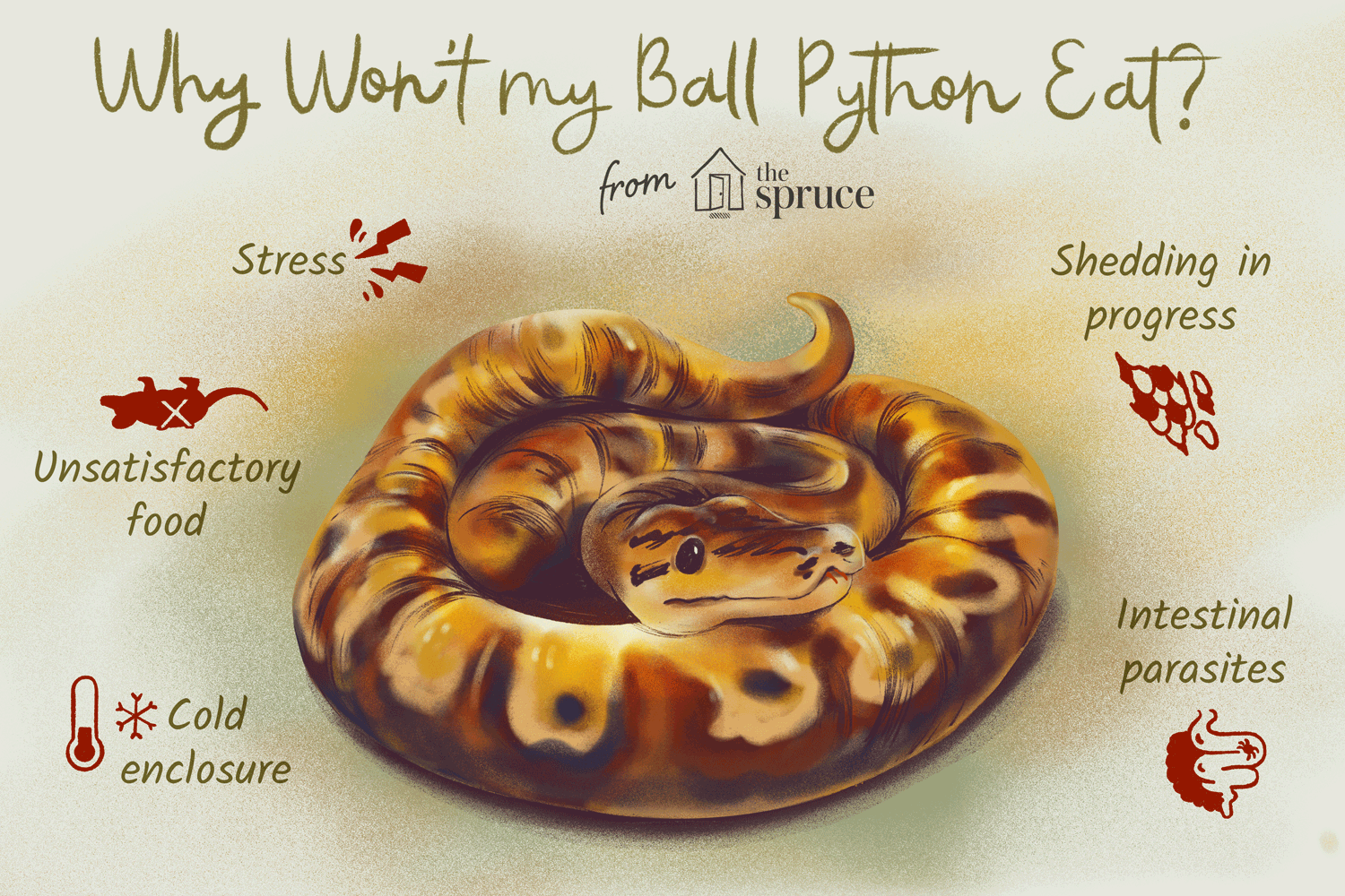 why ball pythons won't eat illustration