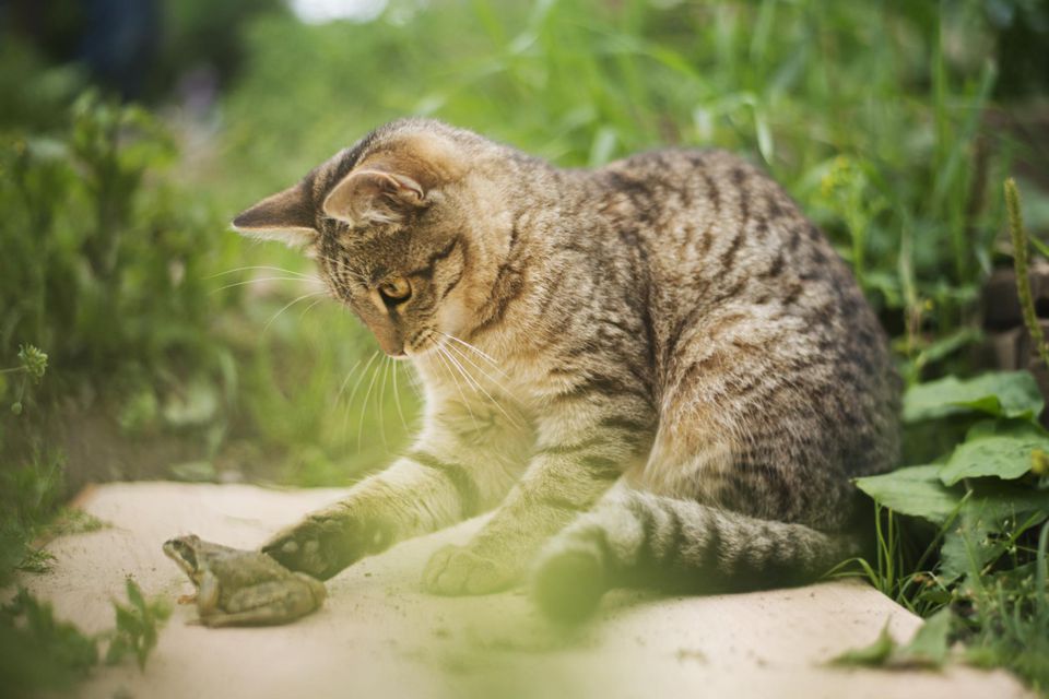 Cat playing with a frog in a garden