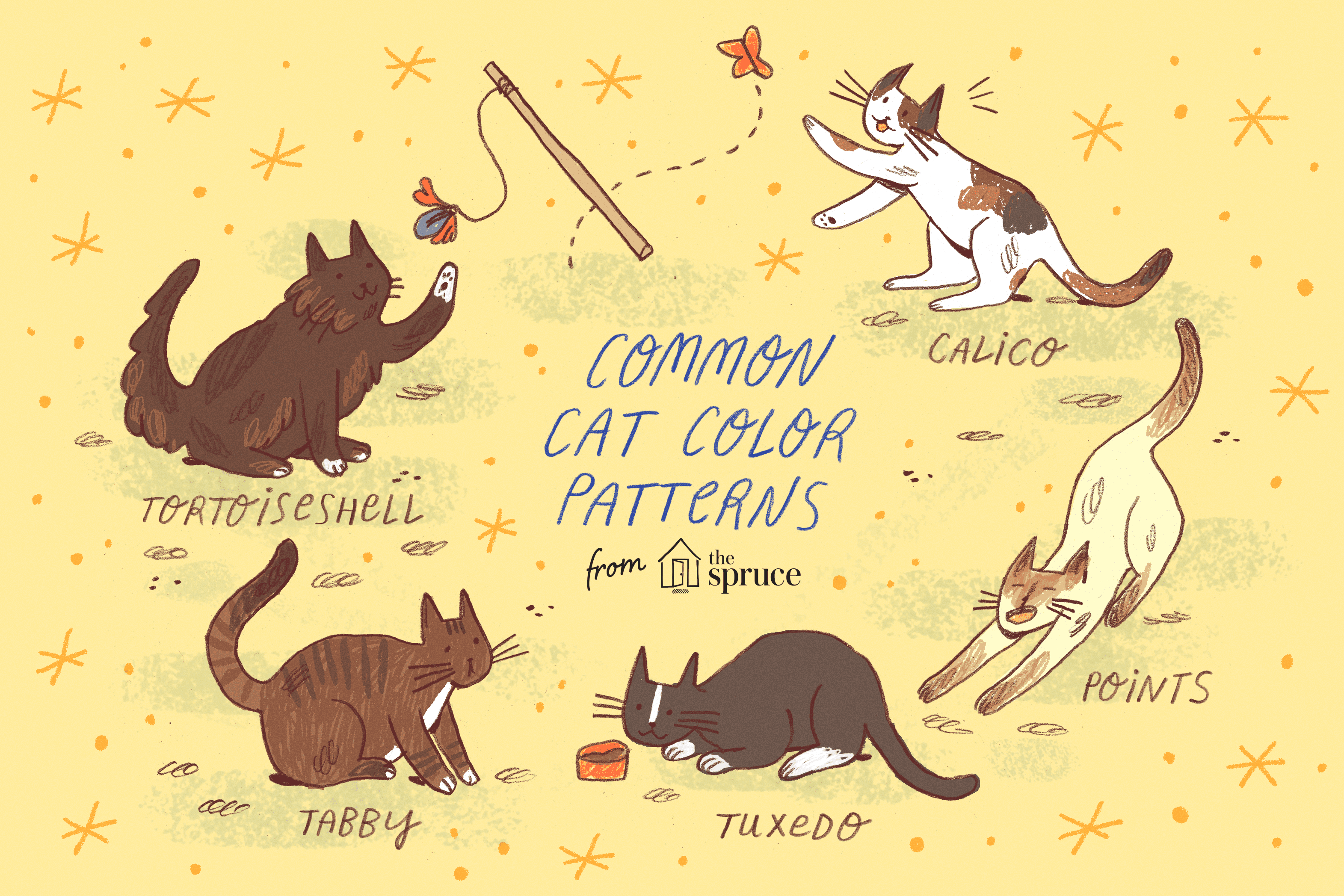 Common cat color patterns, illustrated