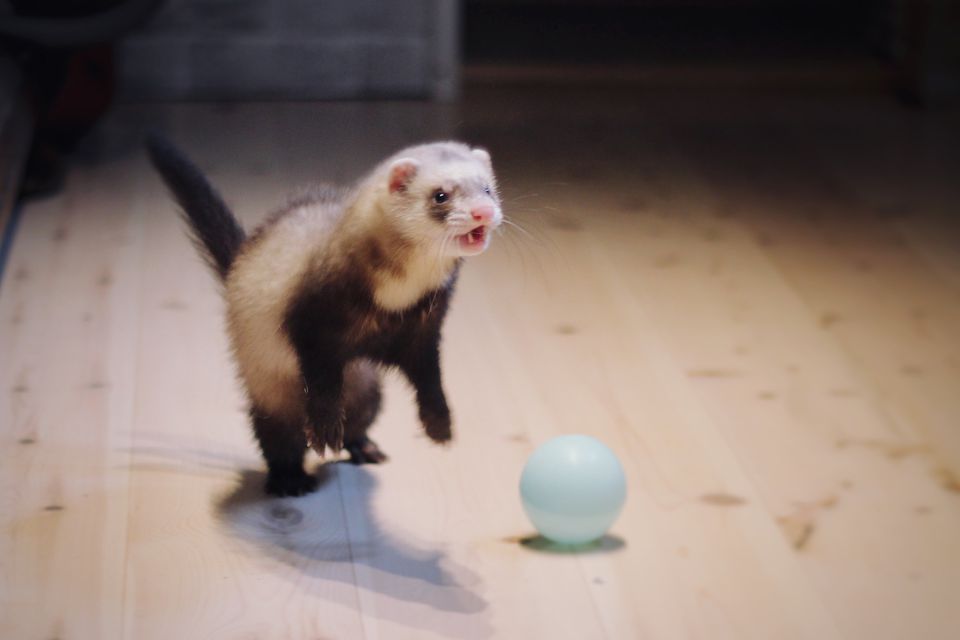 Ferret with light blue ball