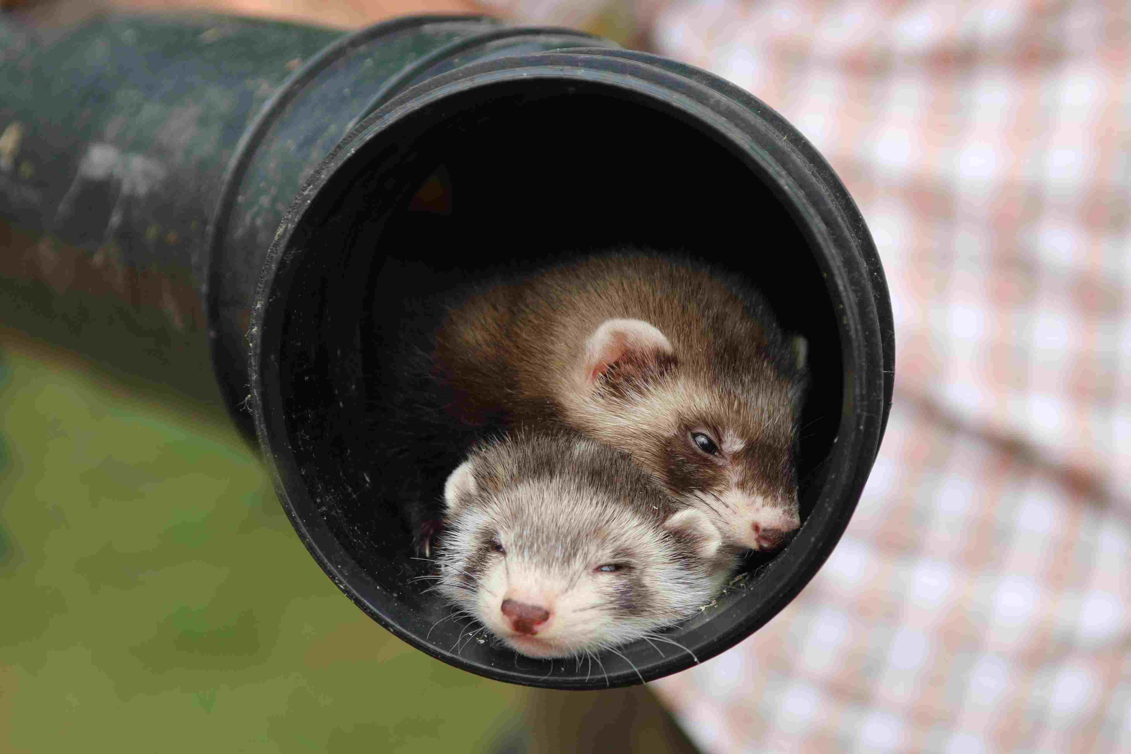 Two ferrets in a pipe