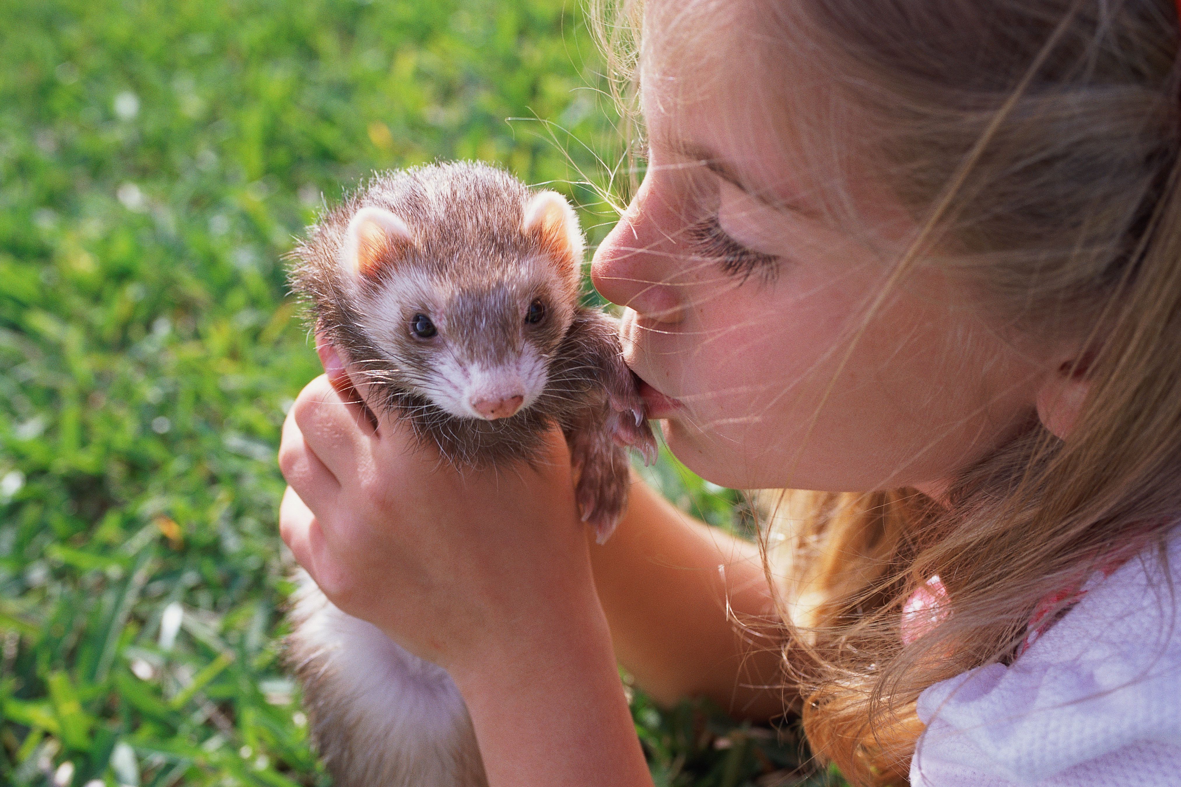Girl kissing ferret affectionately