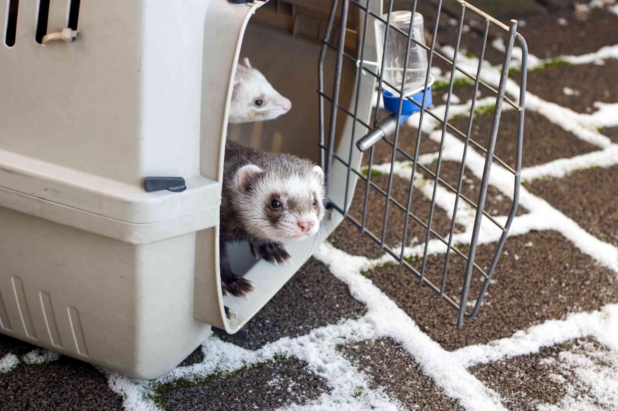 Ferrets in cage with open door