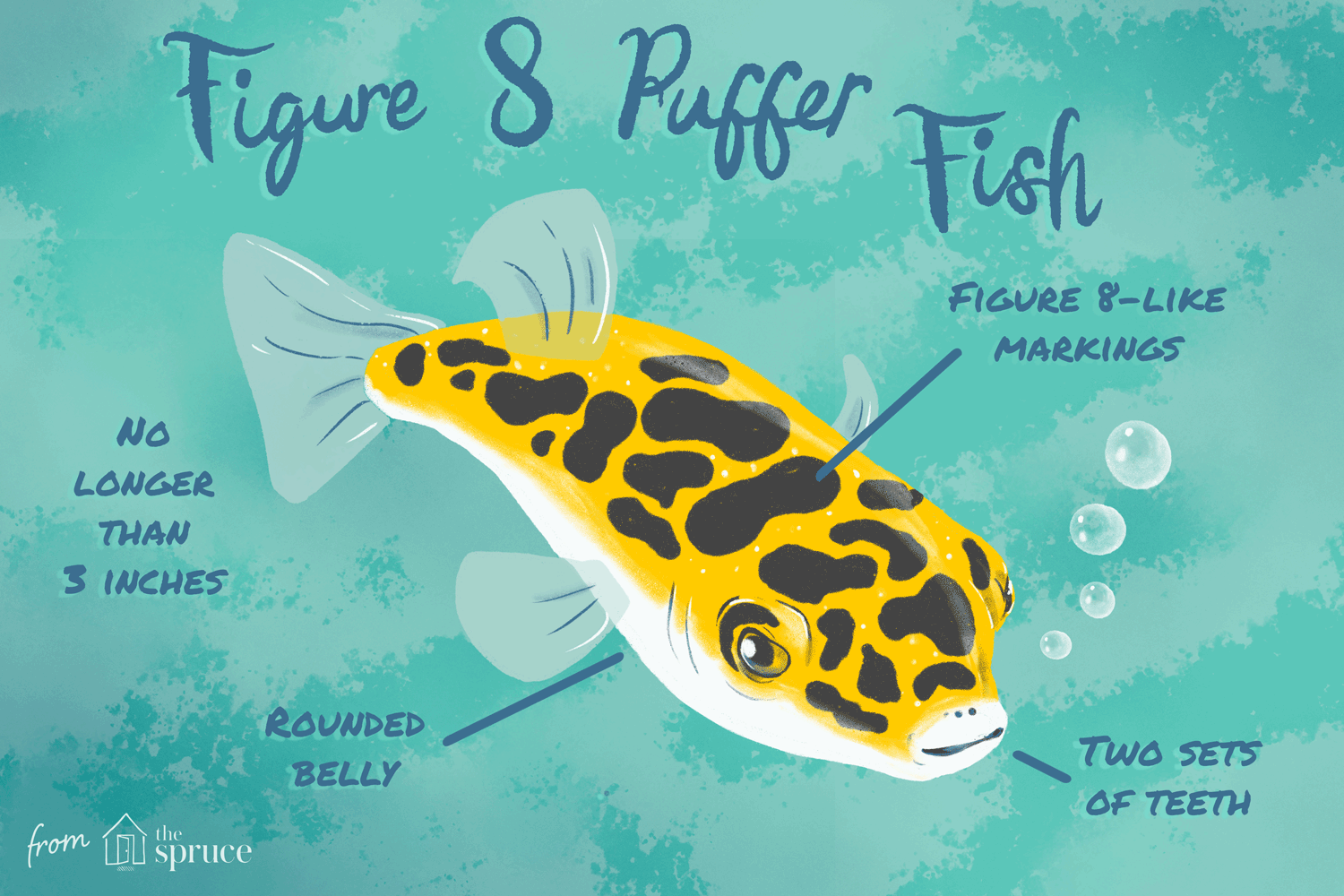 figure 8 pufferfish GIF
