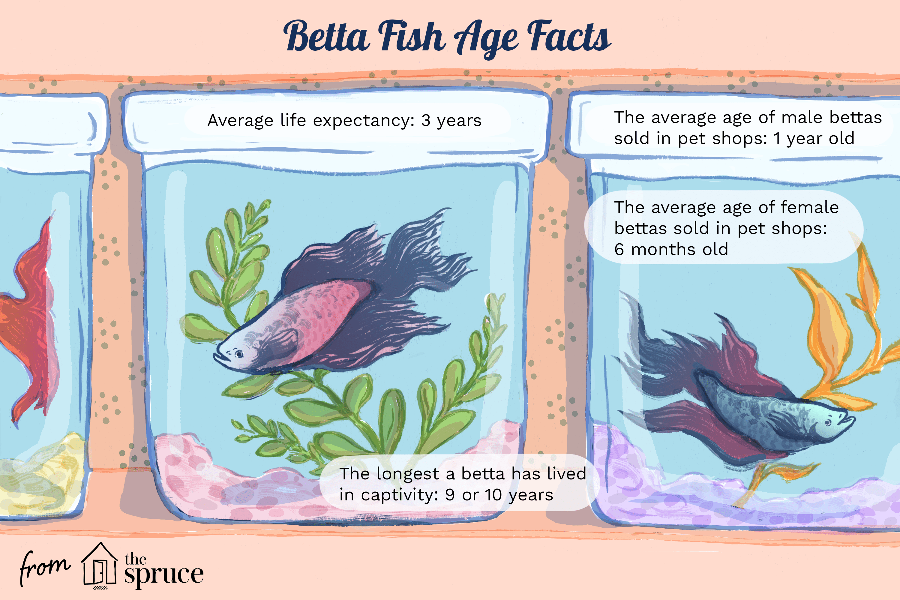 betta fish age facts