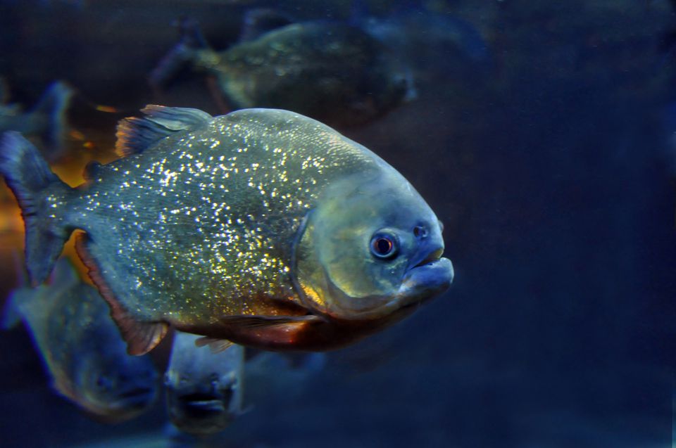 Single piranha in a fish tank