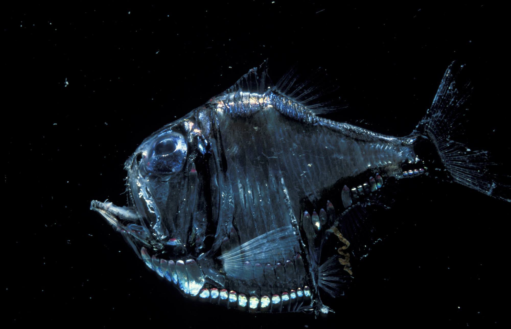 Deep sea hatchet fish