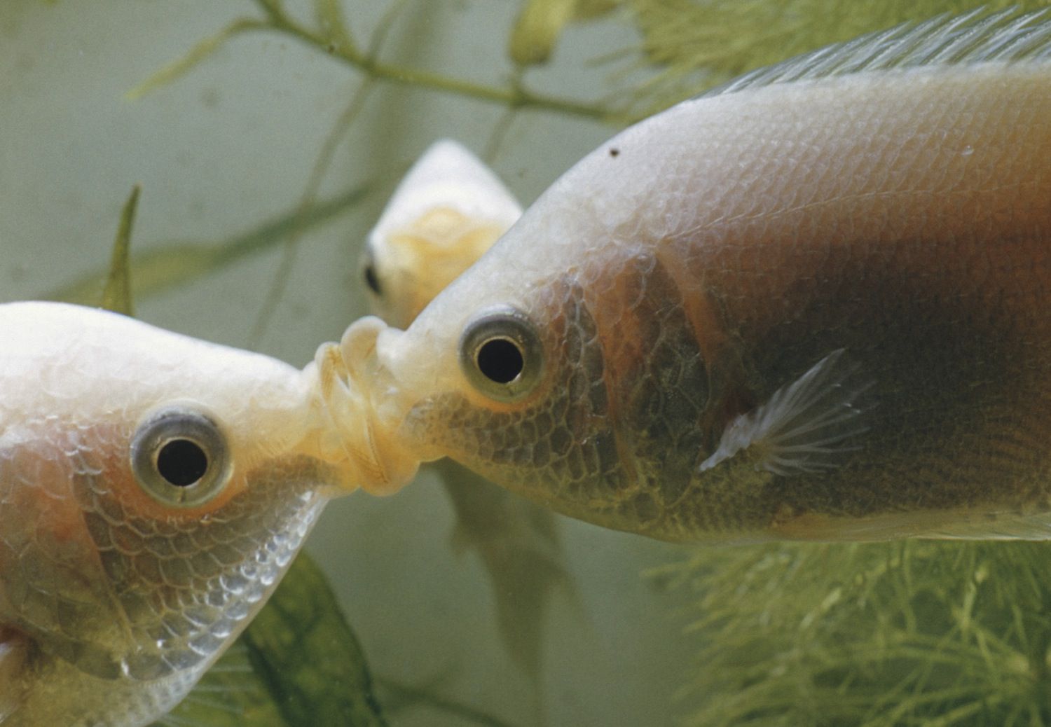 Gourami fish kissing