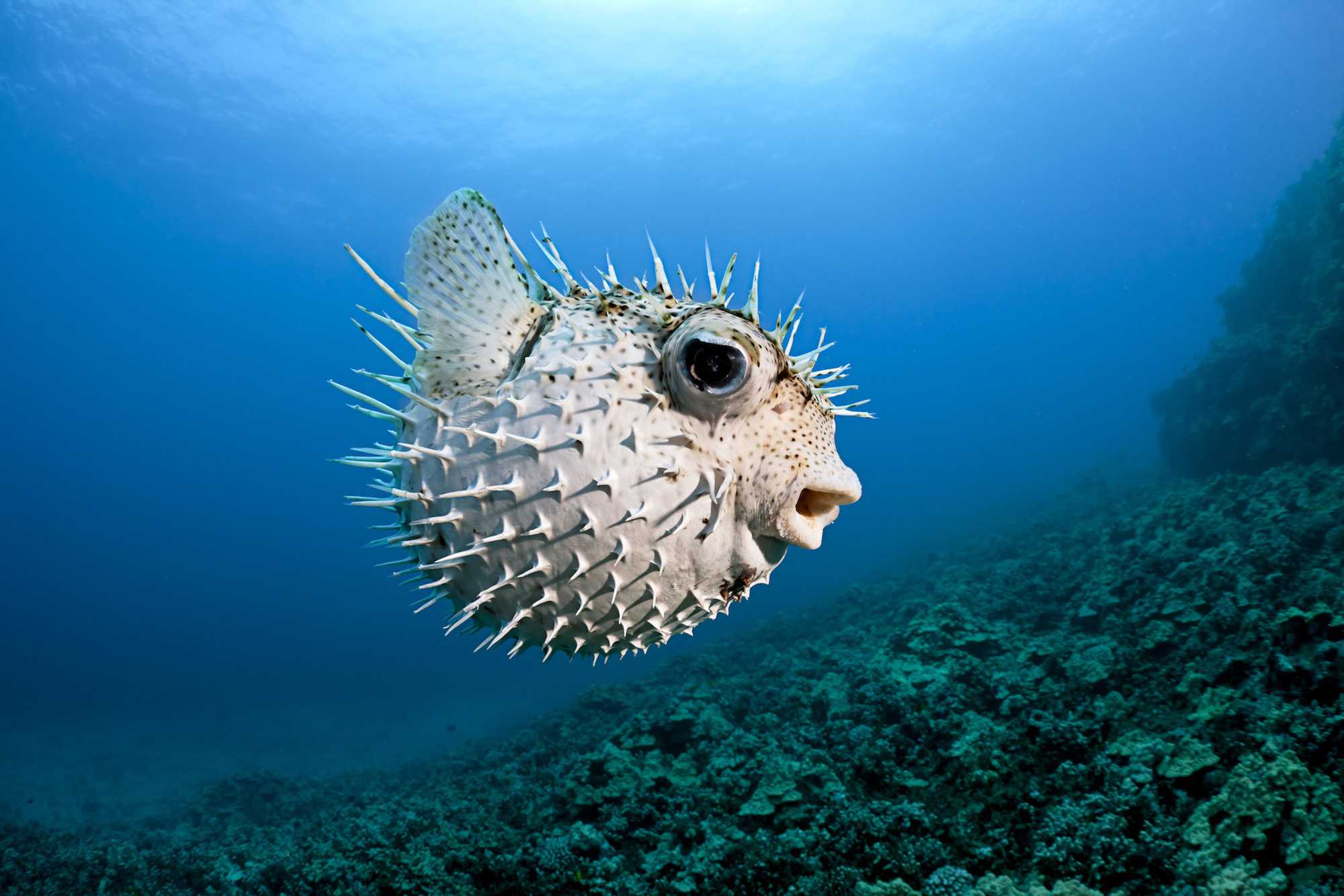 A spotted porcupinefish