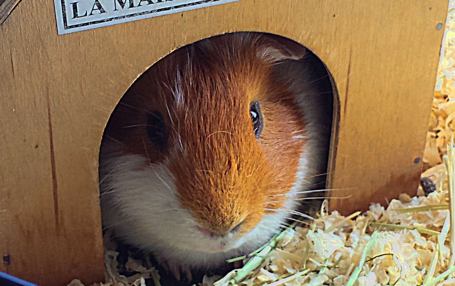 Guinea pig in a box
