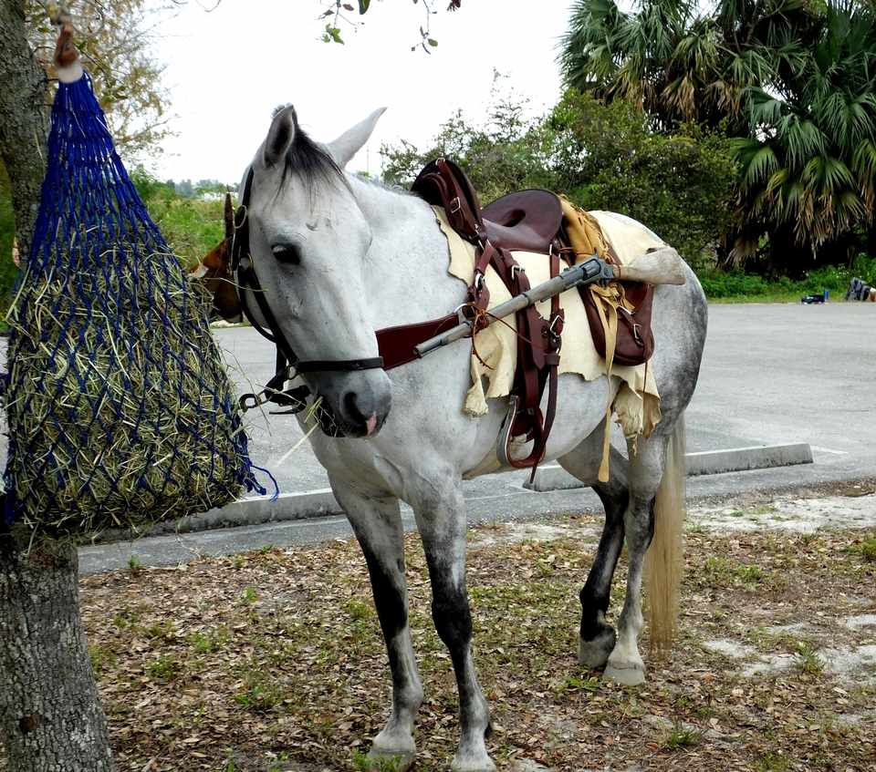 Grey Florida Cracker Horse standing saddled for a hunting trip.