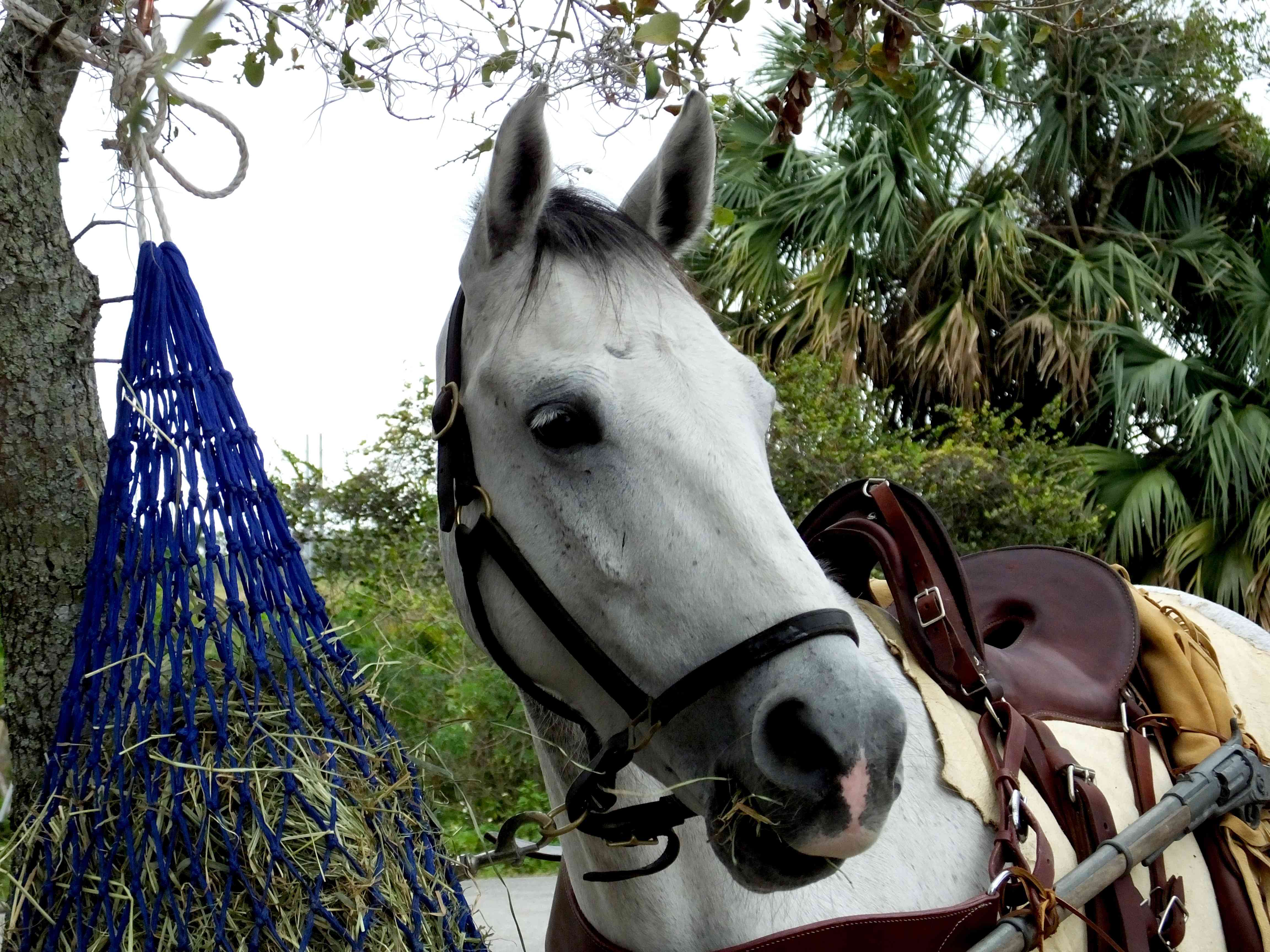 Grey Florida Cracker Horse eating from a hay net.
