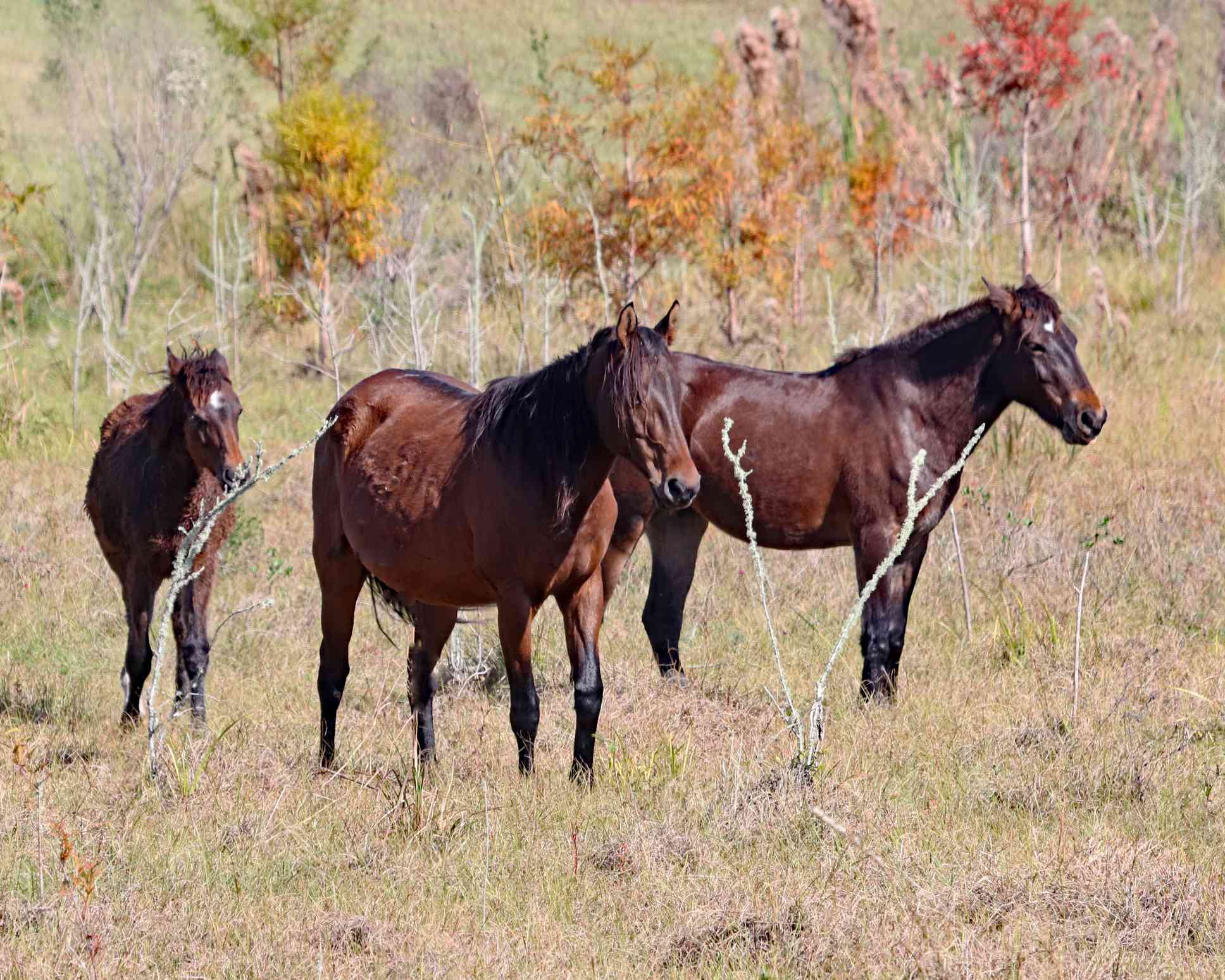 Herd of bay Florida Cracker Horses in a field.