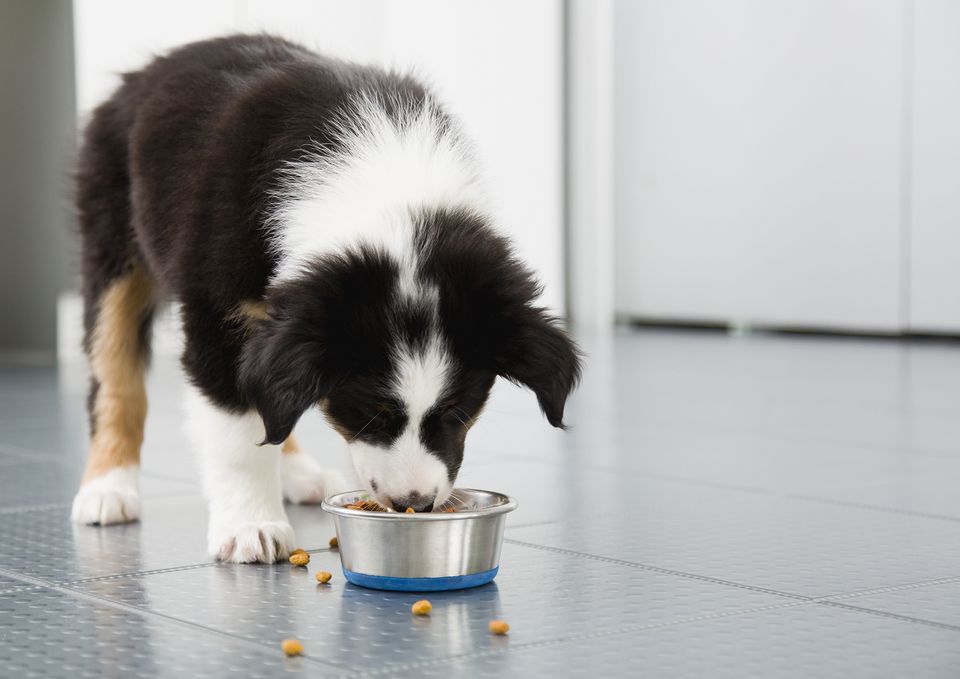 Border collie puppy eating from bowl