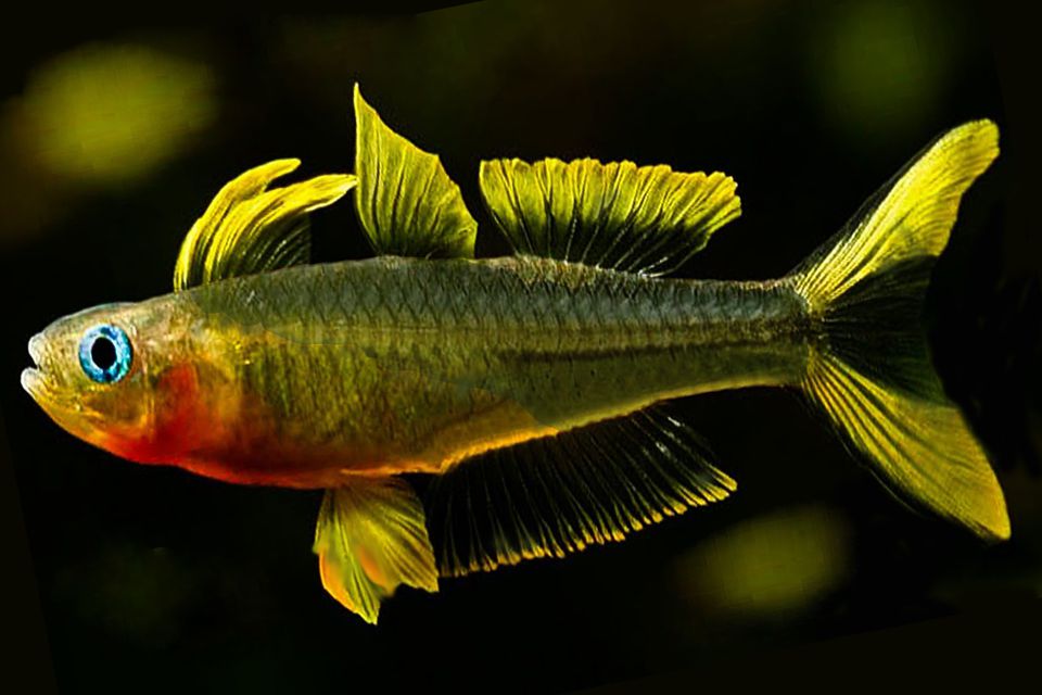 Forktailed Rainbow Fish or blue eyed rainbow fish