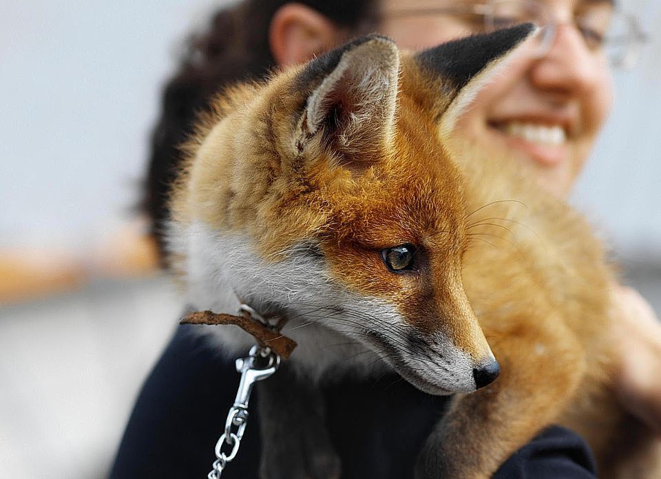 Close up view of a woman holding a fox