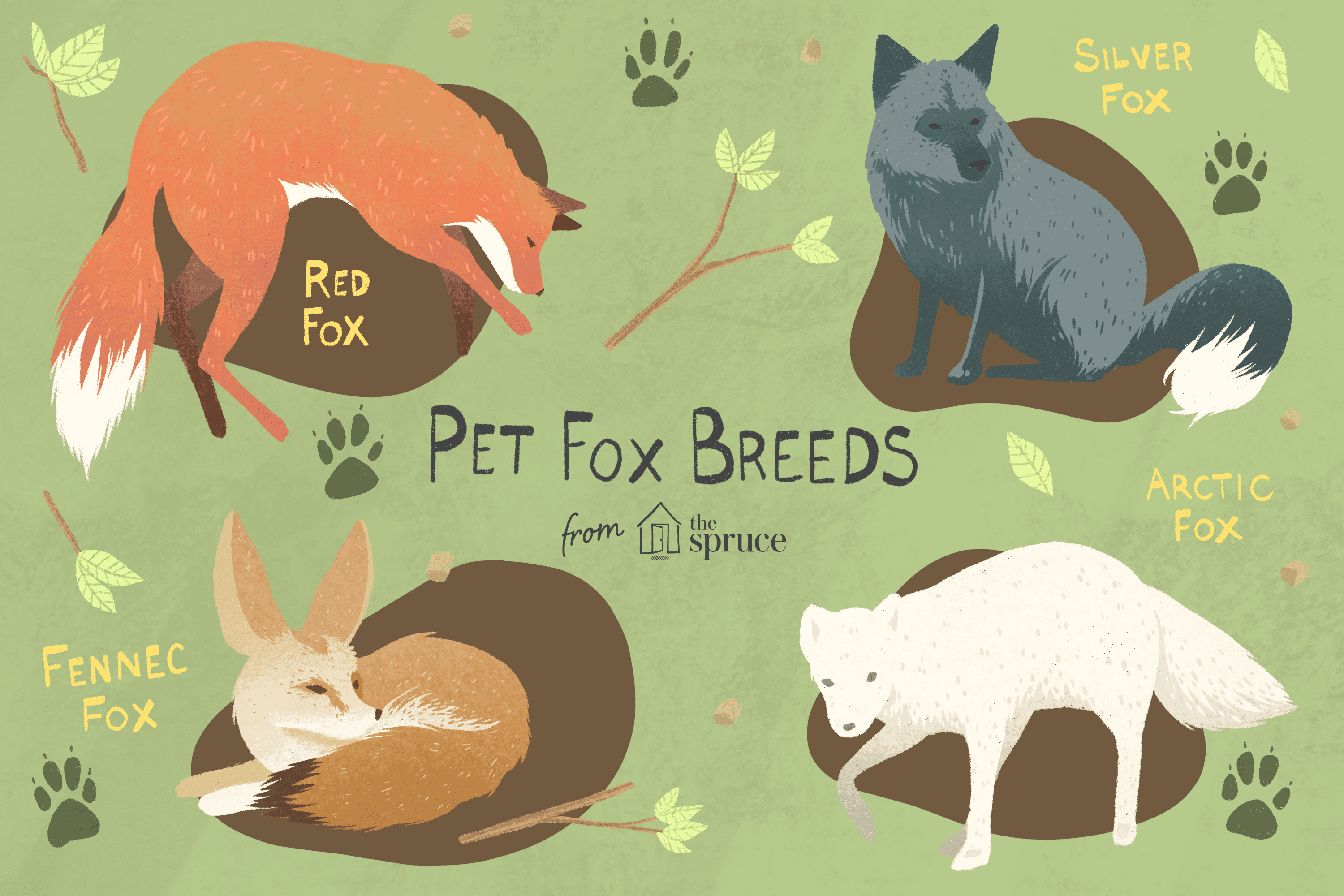 Illustration of four fox breeds
