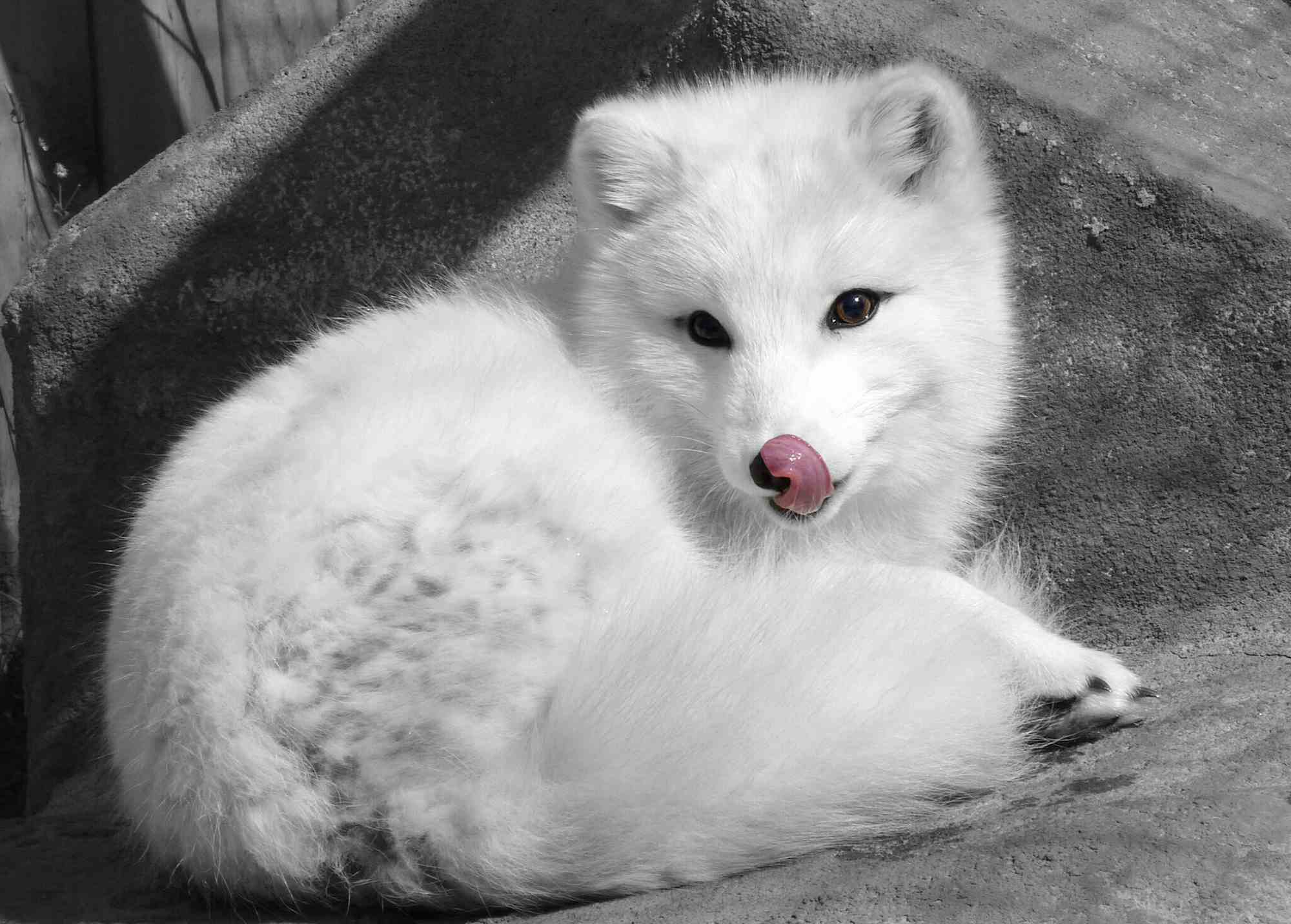 Close-up of Arctic fox sticking out tongue while sitting on field