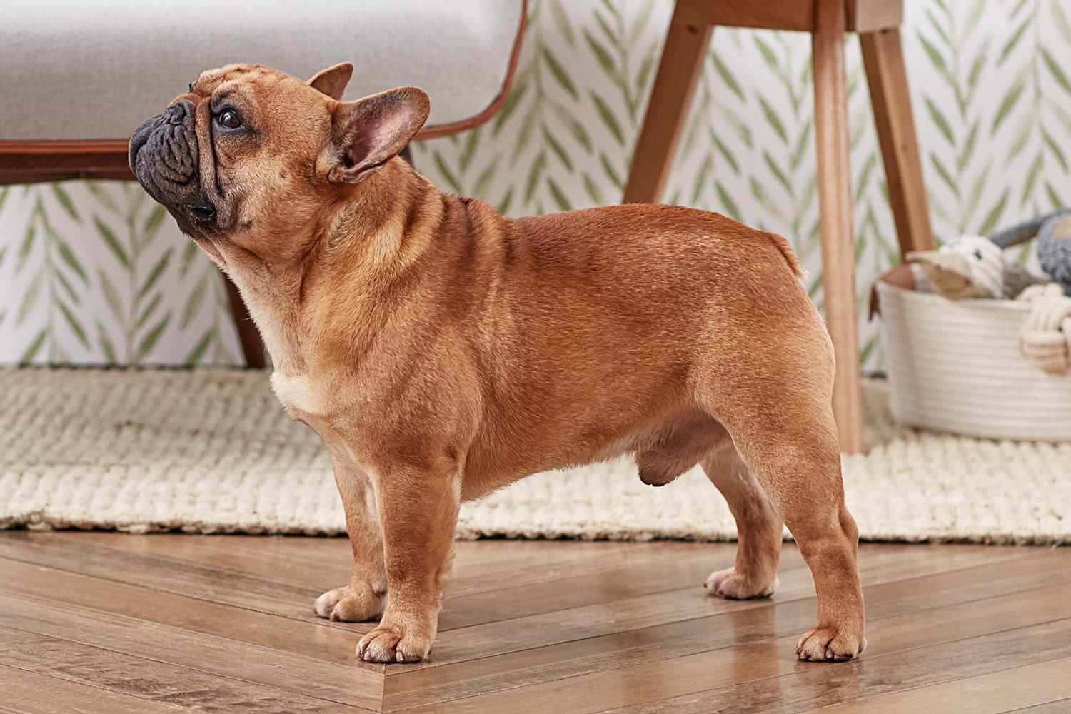 side profile of a French Bulldog