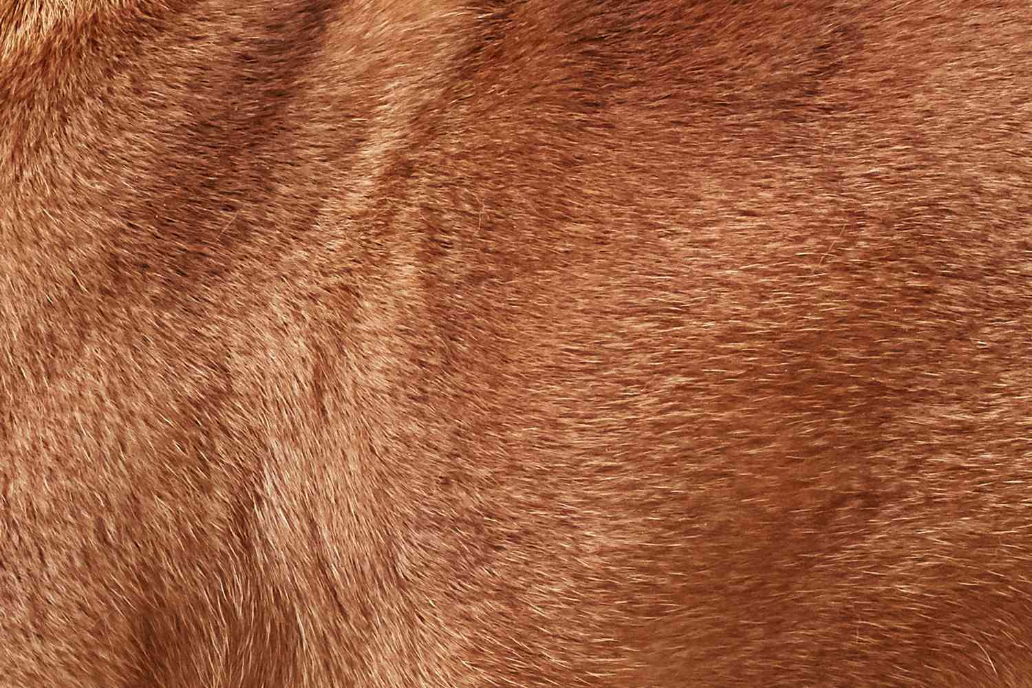 Closeup of a French Bulldog's fur