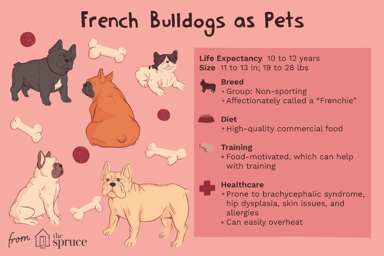 french bulldogs as pets illustration