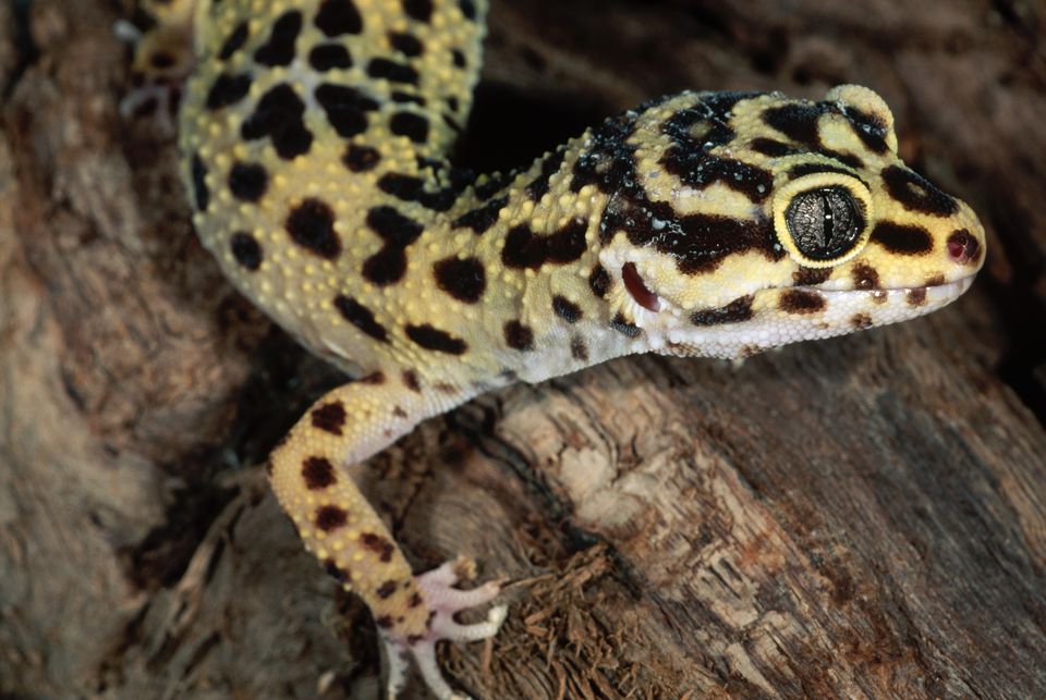 Leopard gecko close-up on a log