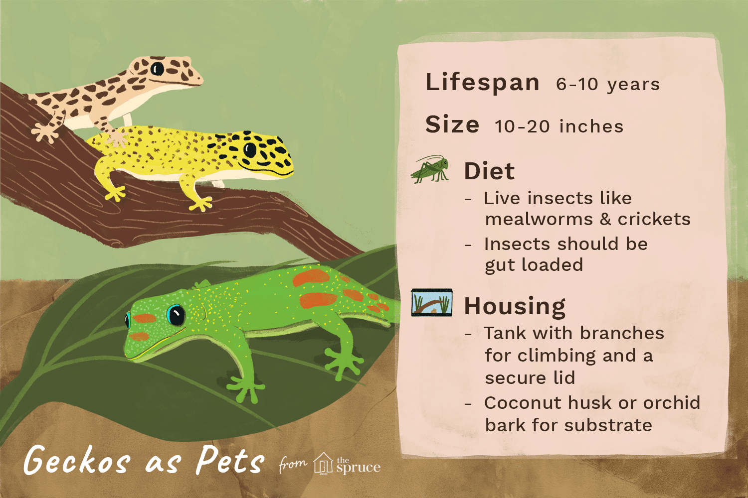 illustration of pet gecko care sheet