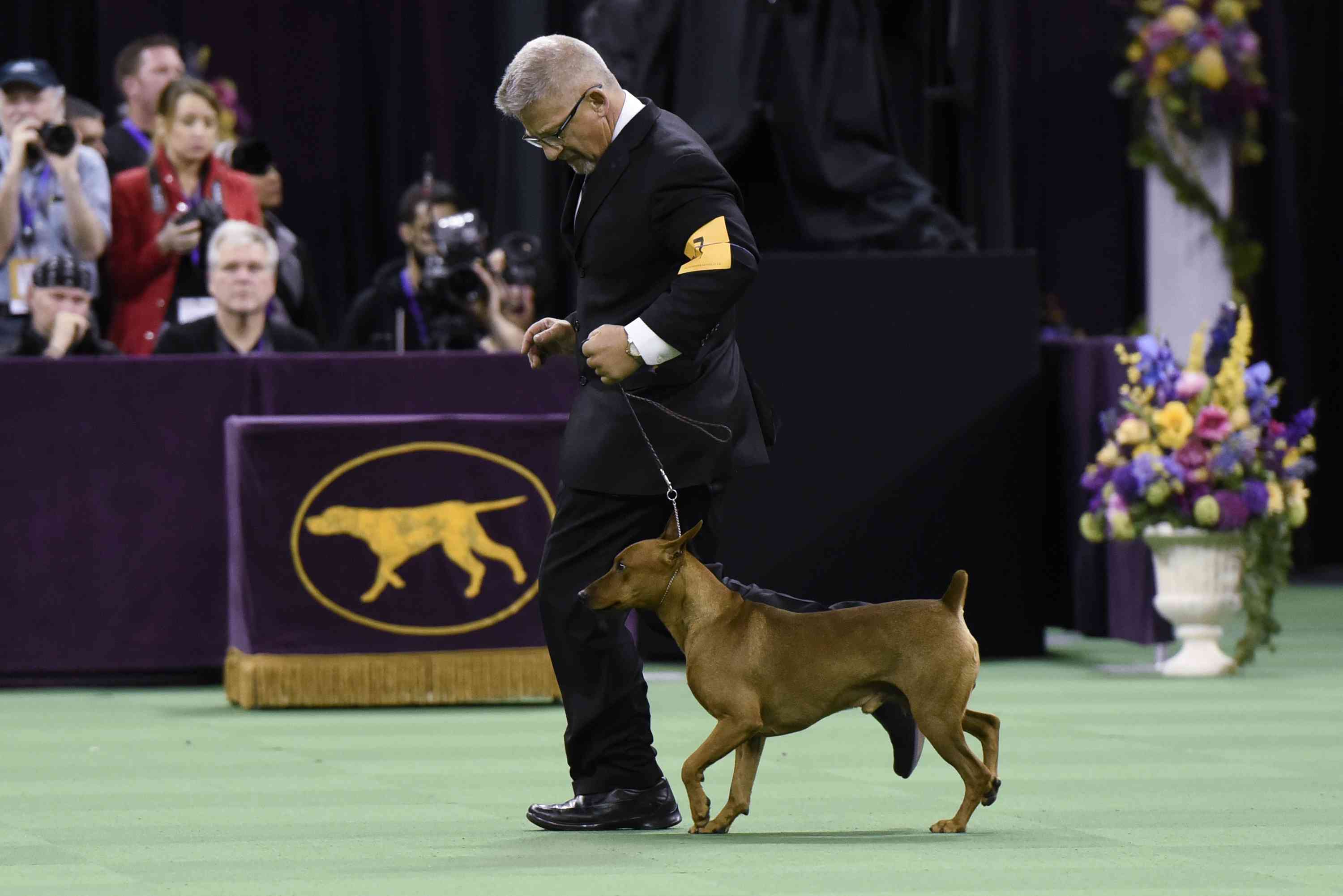 German Pinscher competing in the Working Group at the 140th Annual Westminster Kennel Club Dog Show in 2016
