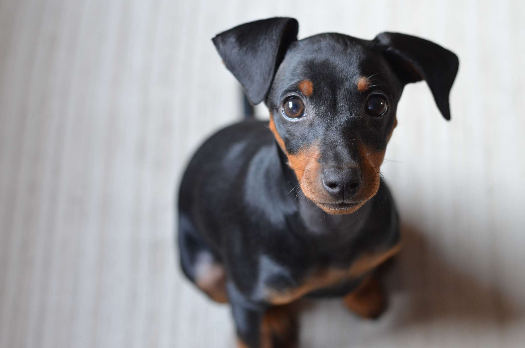 German pinscher puppy portrait