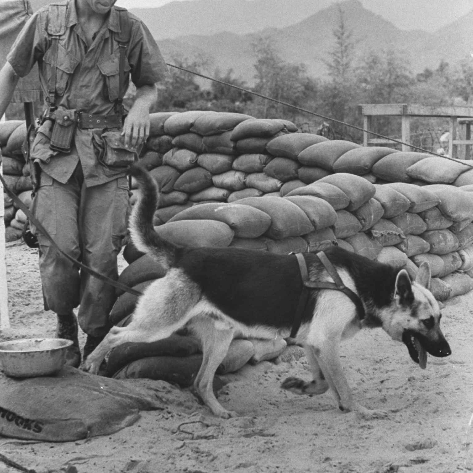 US Marine and German Shepherd in South Vietnam.