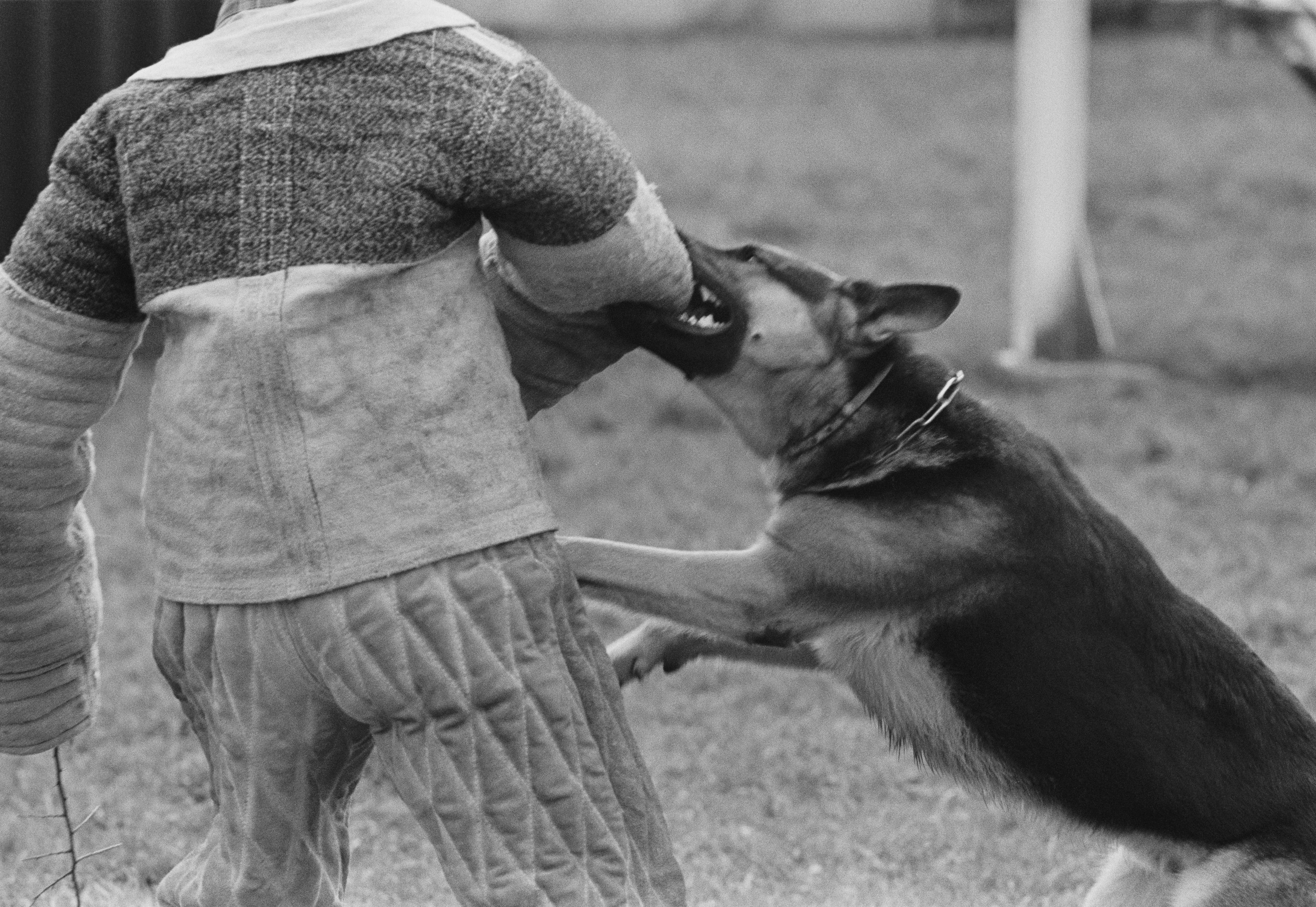 Training Dogs for the French "Gendarmerie"