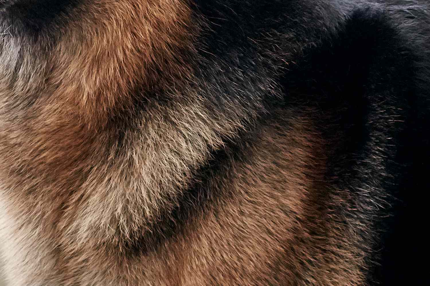 Closeup of a German Shepherd's fur