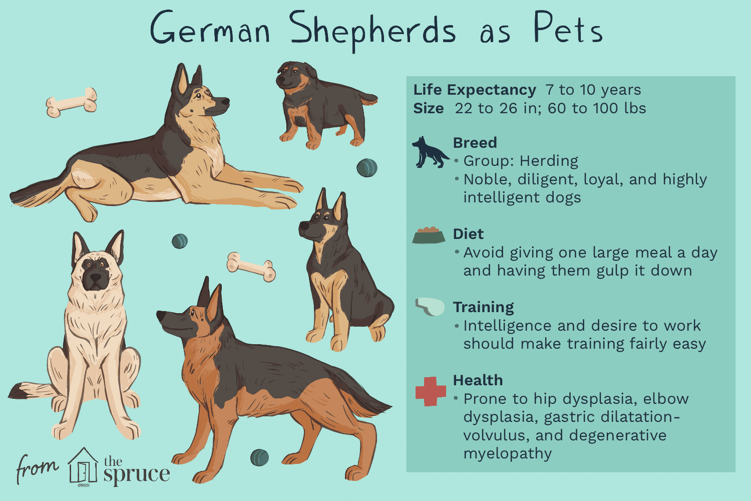 german shepherds as pets illustration