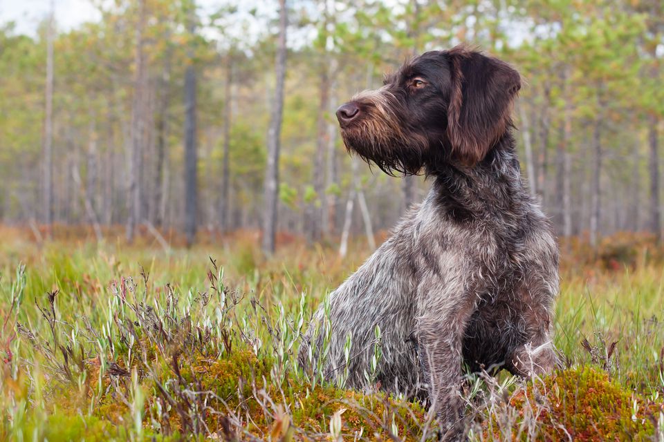 German Wirehaired Pointer in a forest