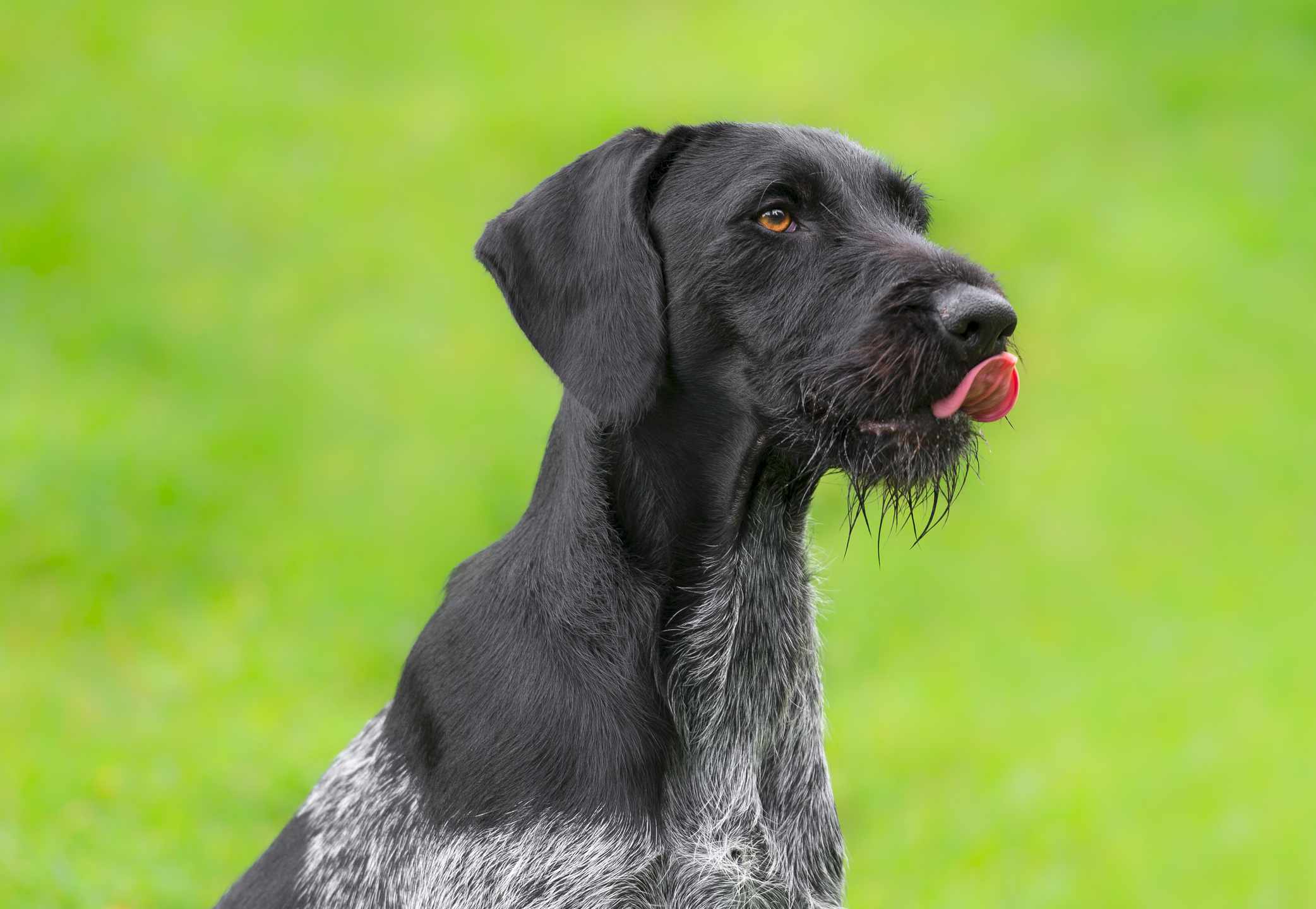 A black and white German Wirehaired Pointer