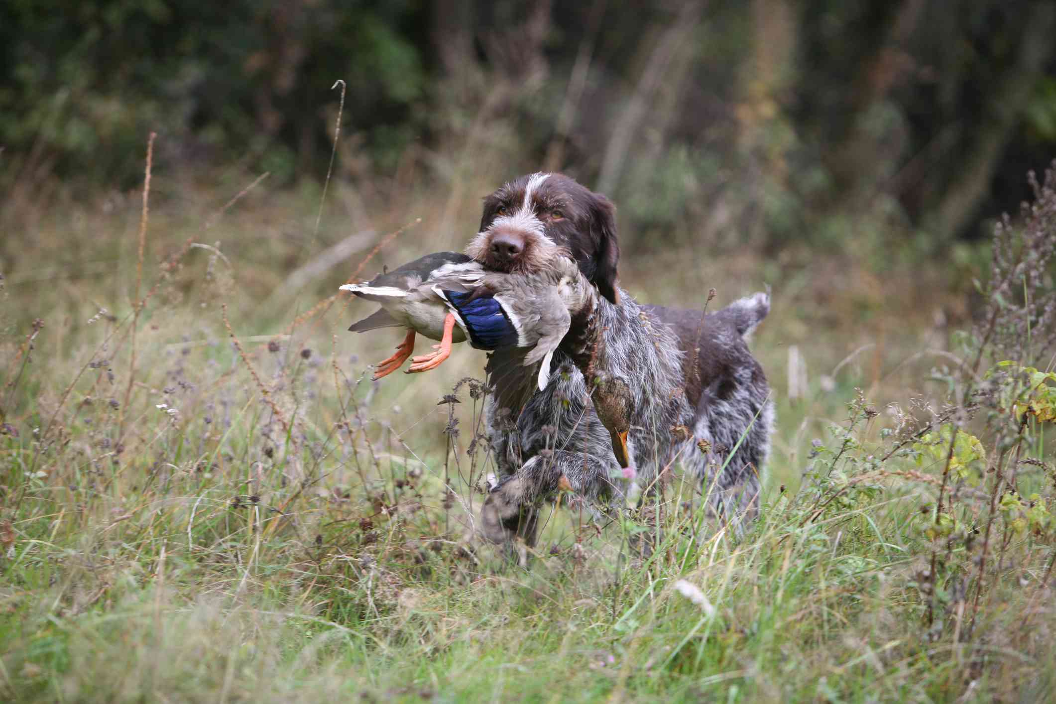 German Wirehaired Pointer retrieving a duck
